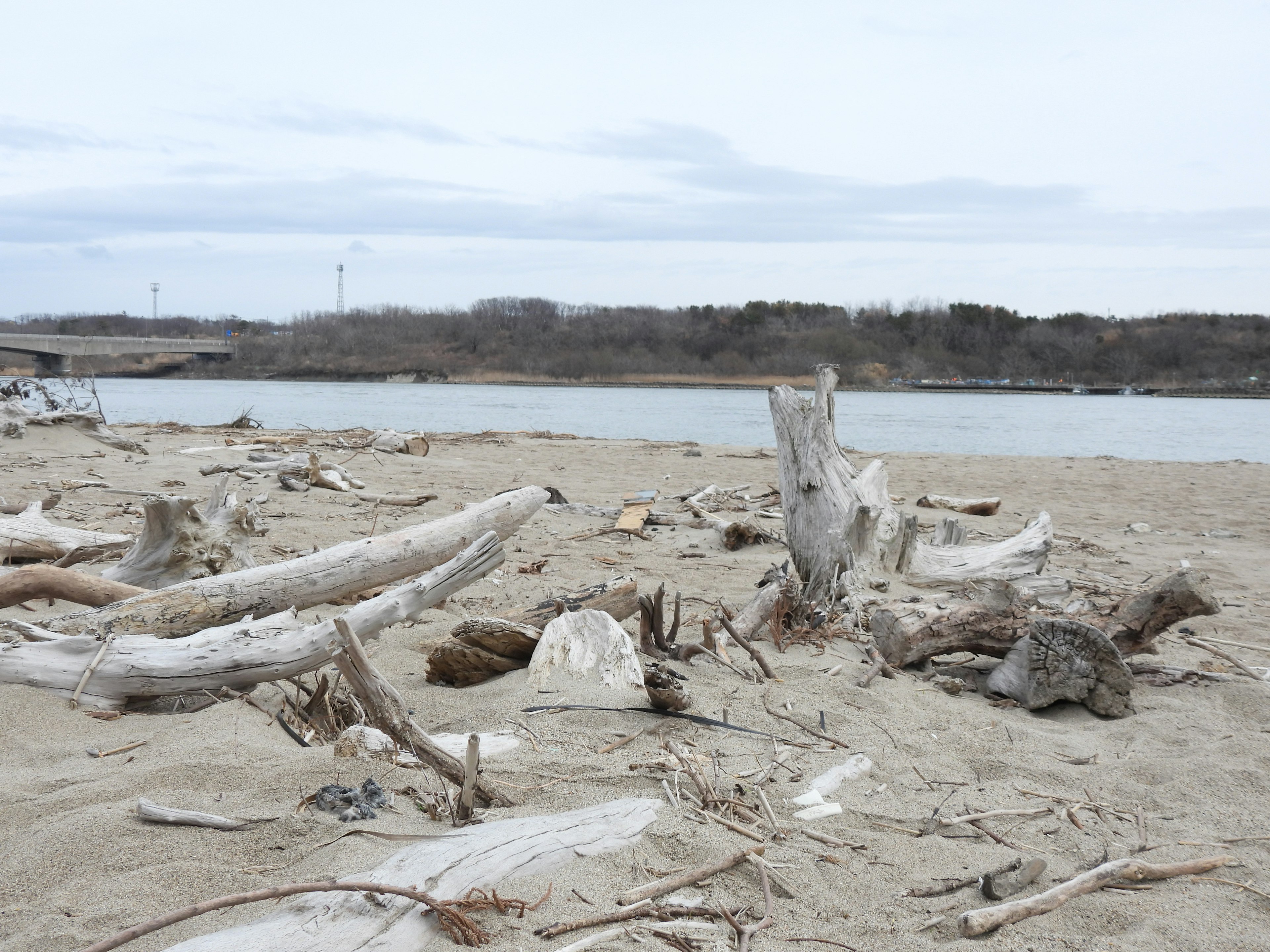 Una scena serena di un fiume con legno galleggiante e spiaggia sabbiosa