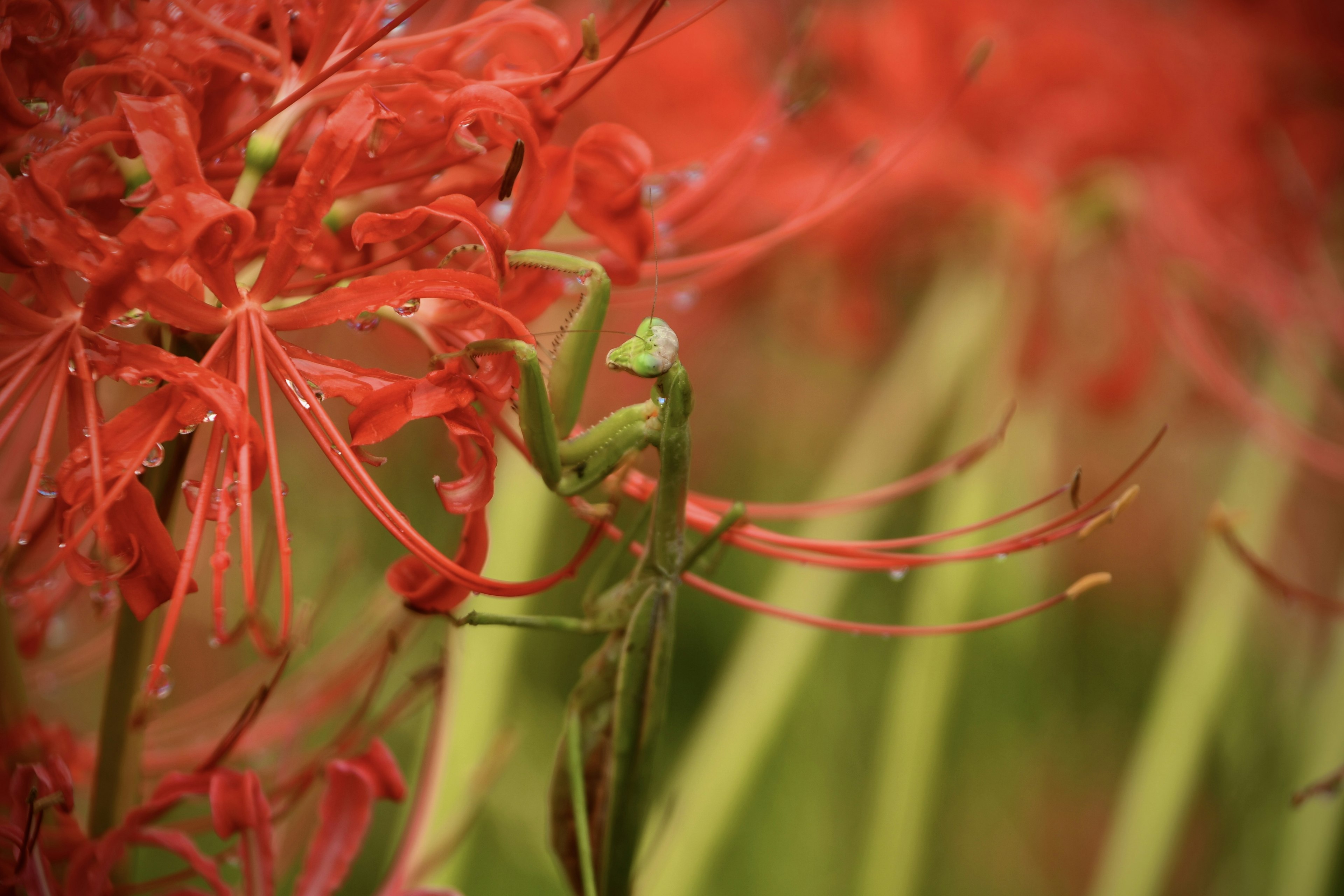 Primer plano de un insecto verde entre flores rojas brillantes