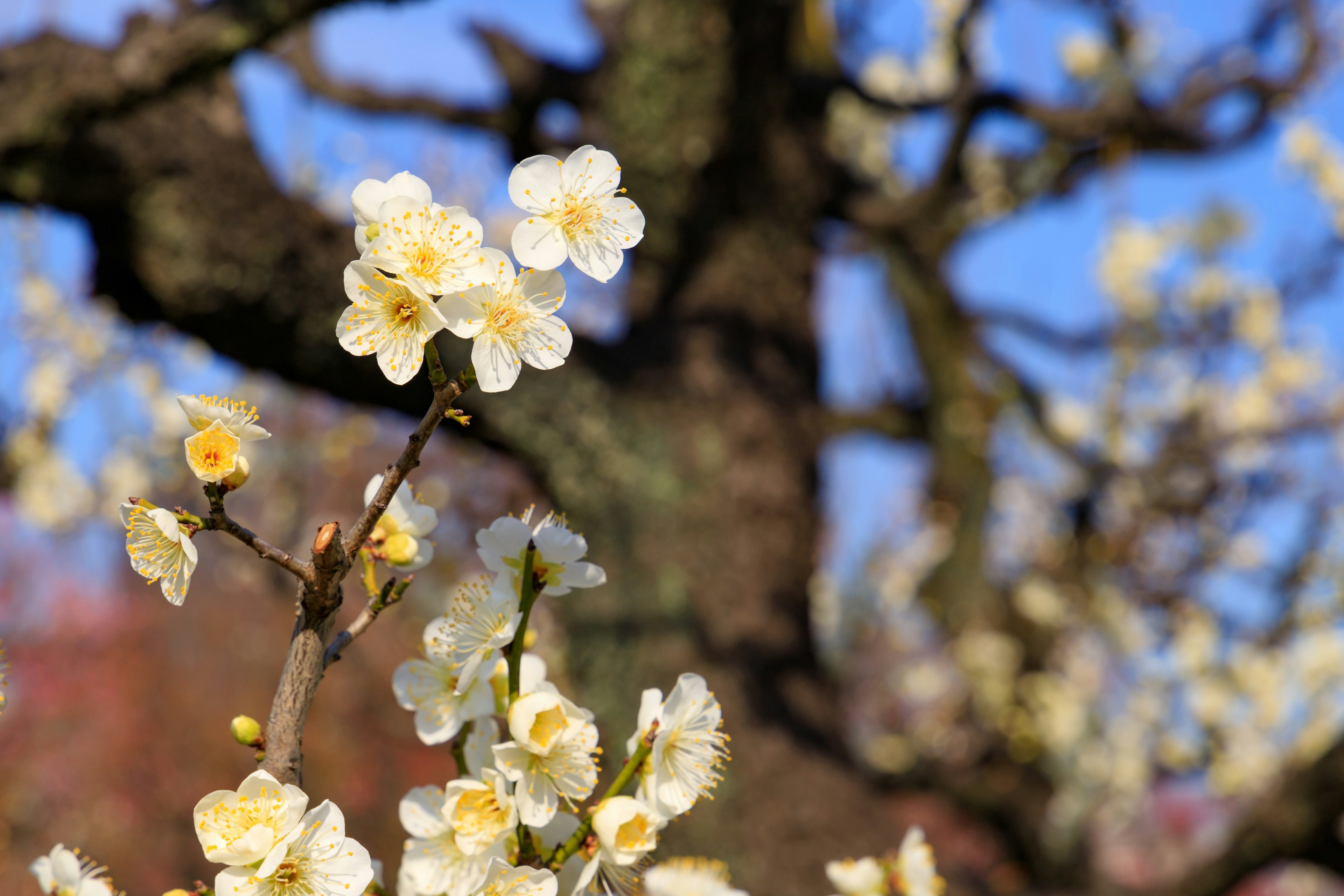 Plum blossoms on a branch with a textured tree trunk and blue sky