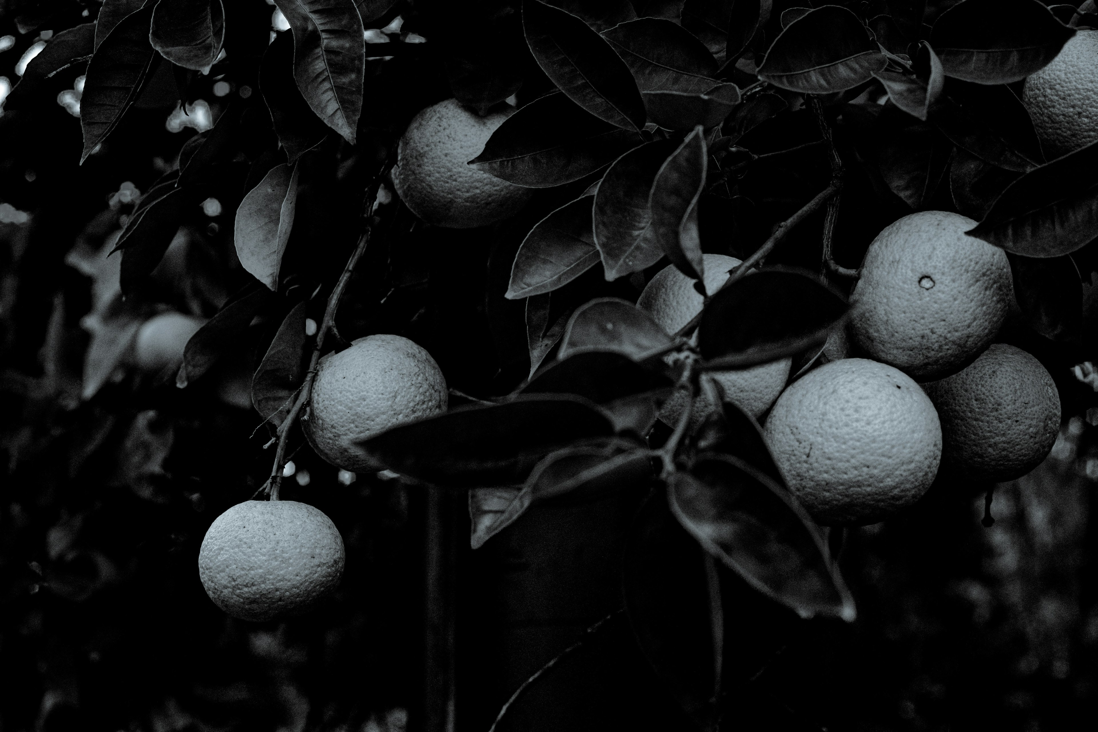 Dark image featuring oranges hanging from a tree branch