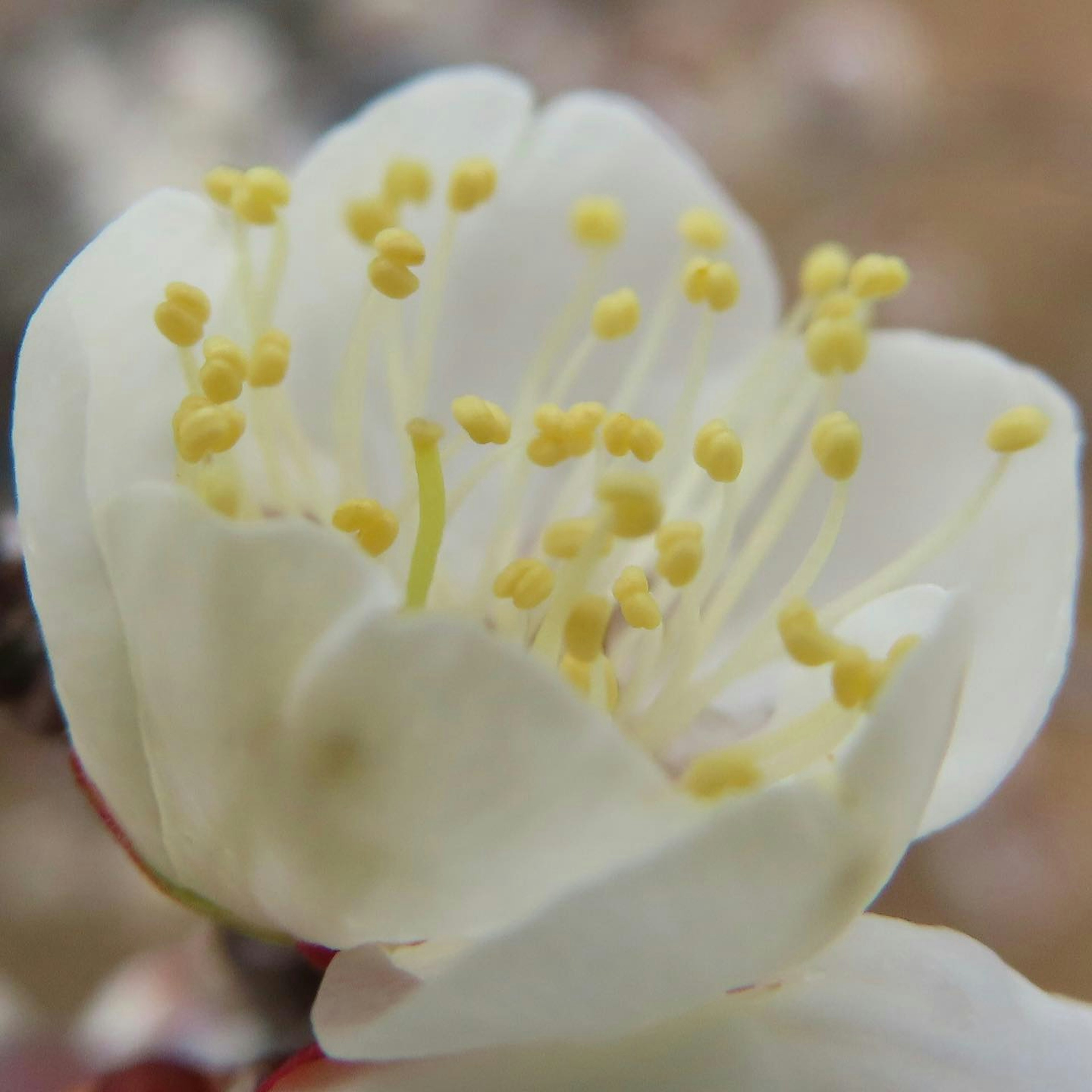 Primer plano de una flor blanca con estambres amarillos