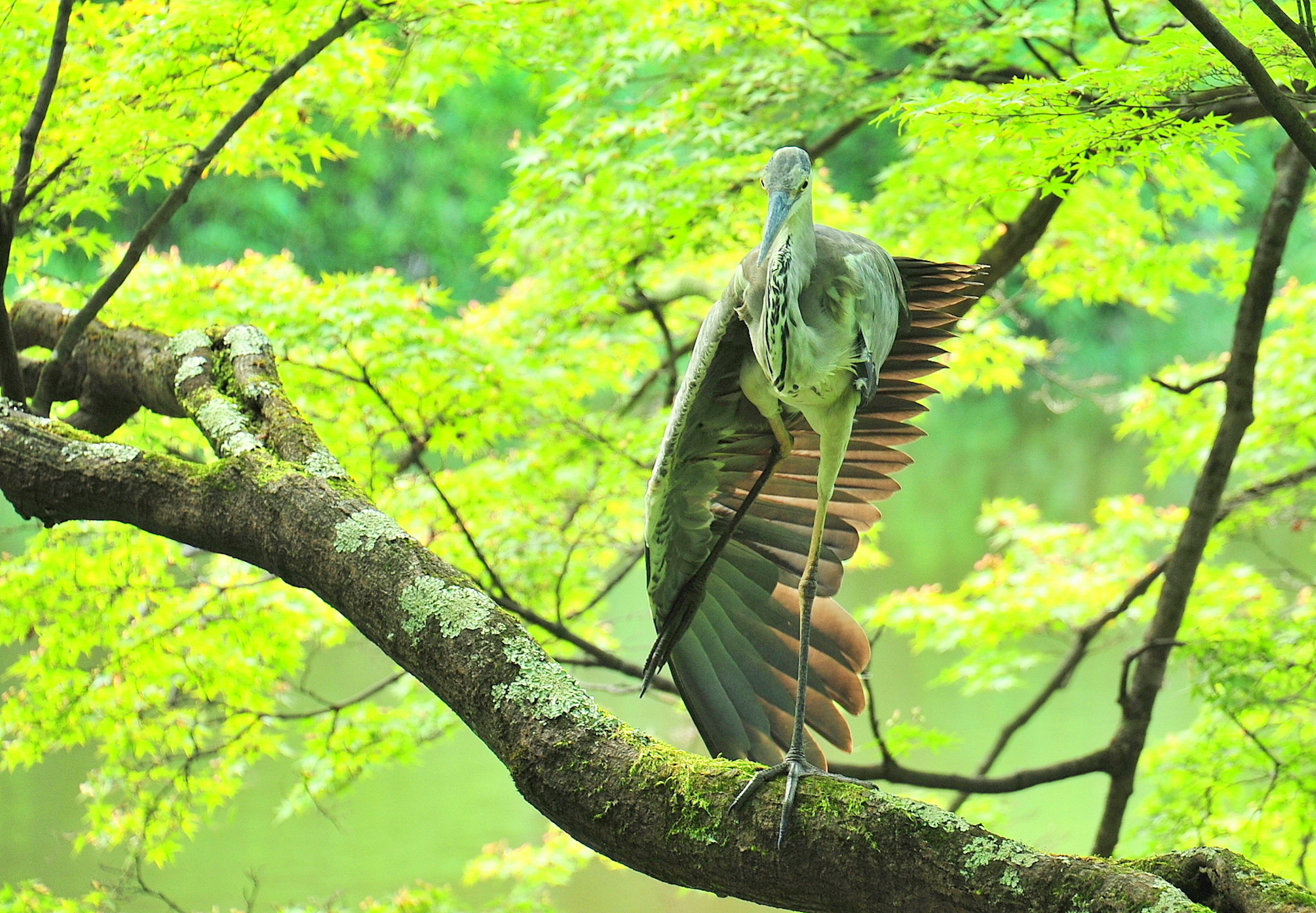 Seekor heron bertengger di dahan pohon dikelilingi daun hijau