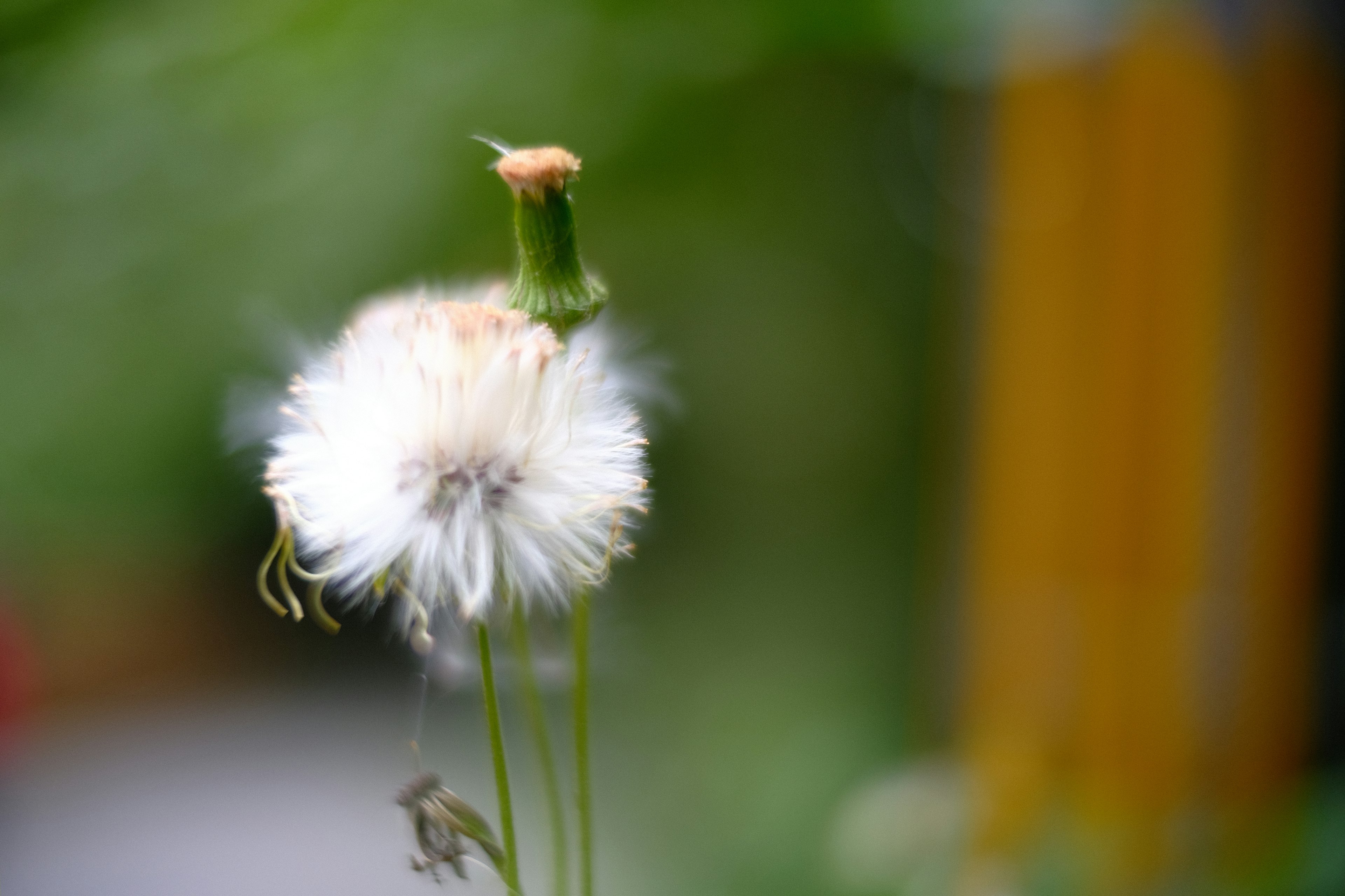 Pissenlit blanc flou avec un fond vert flou