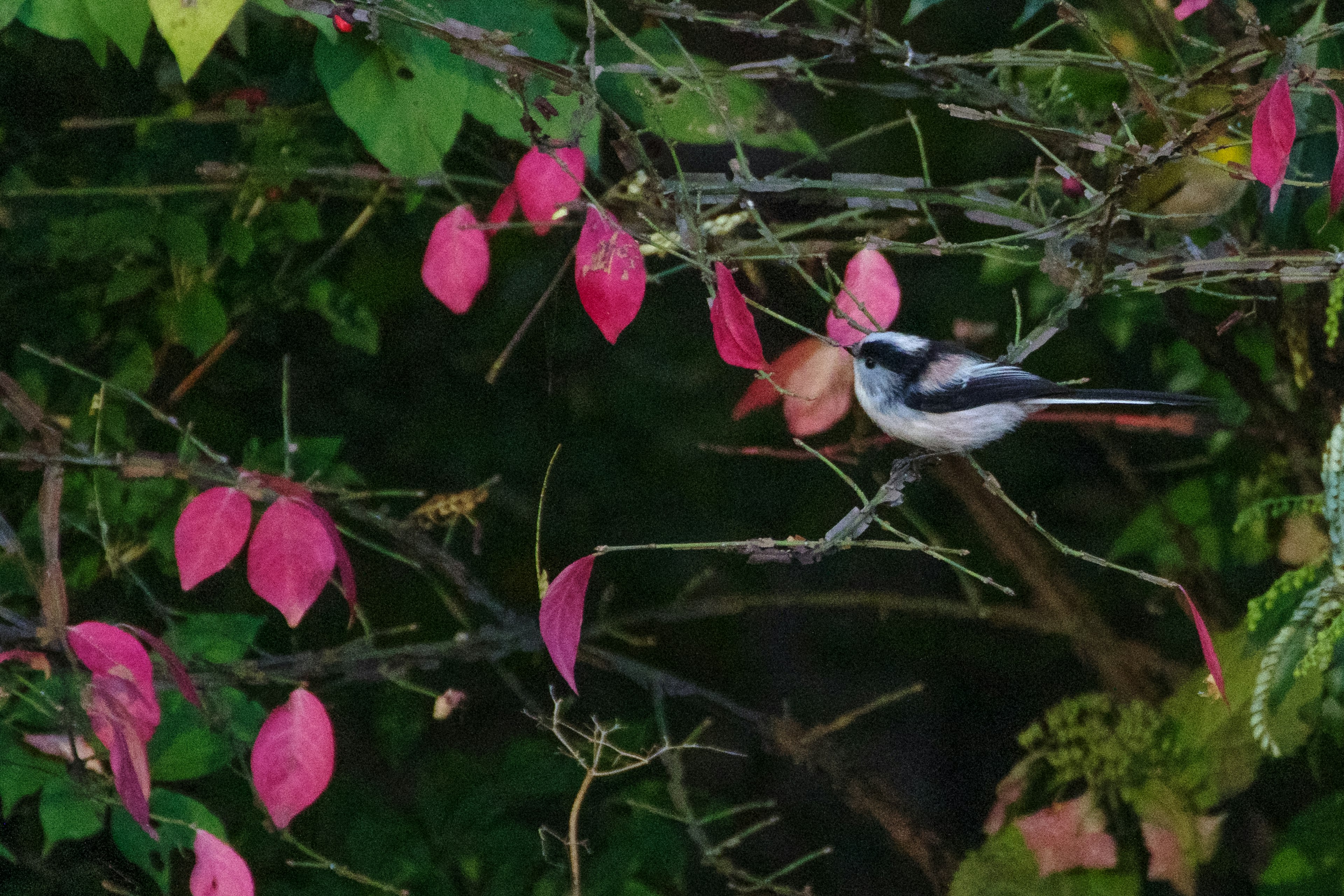 A small bird perched near vibrant red leaves