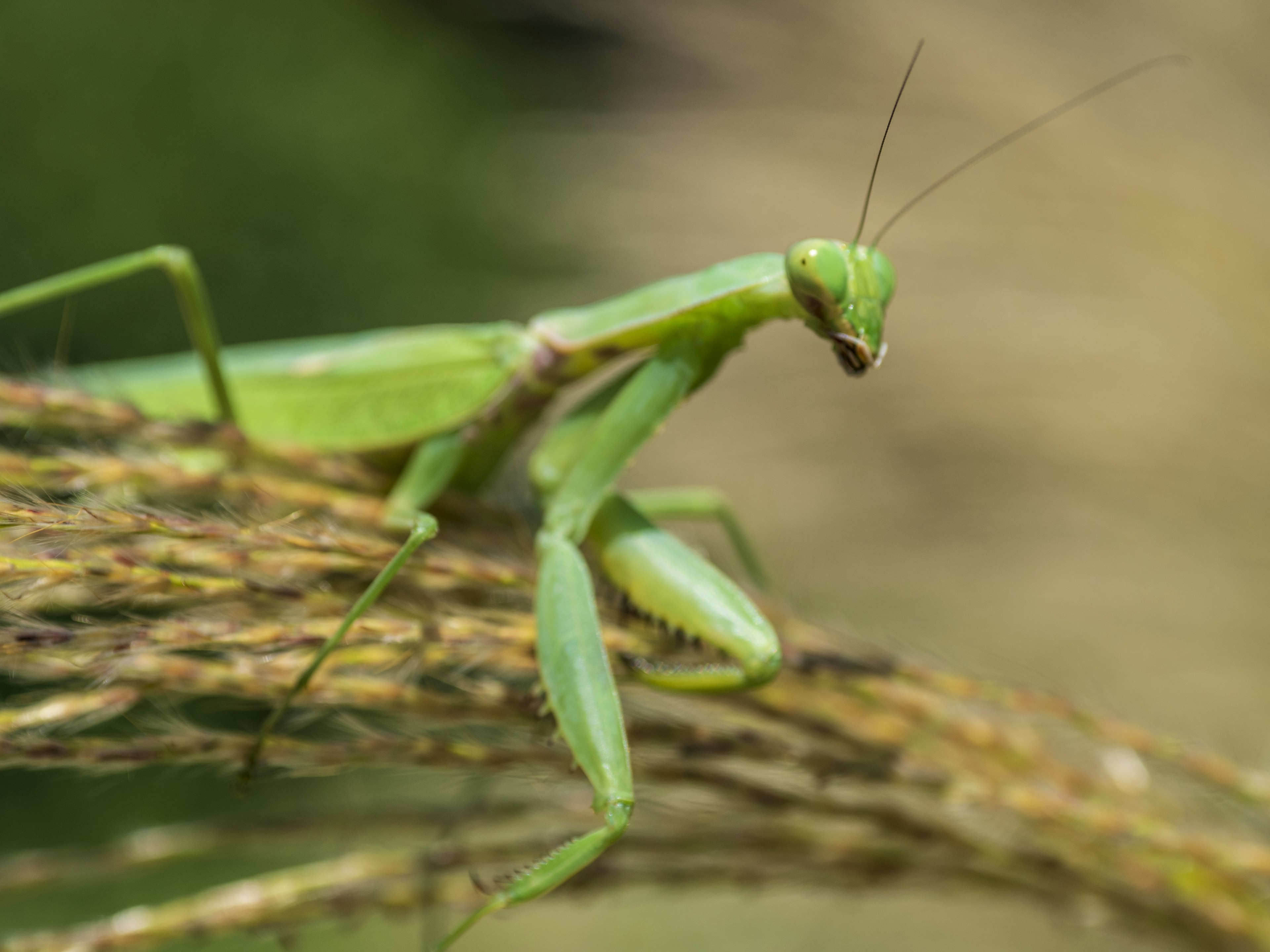 A green mantis perched on a blade of grass