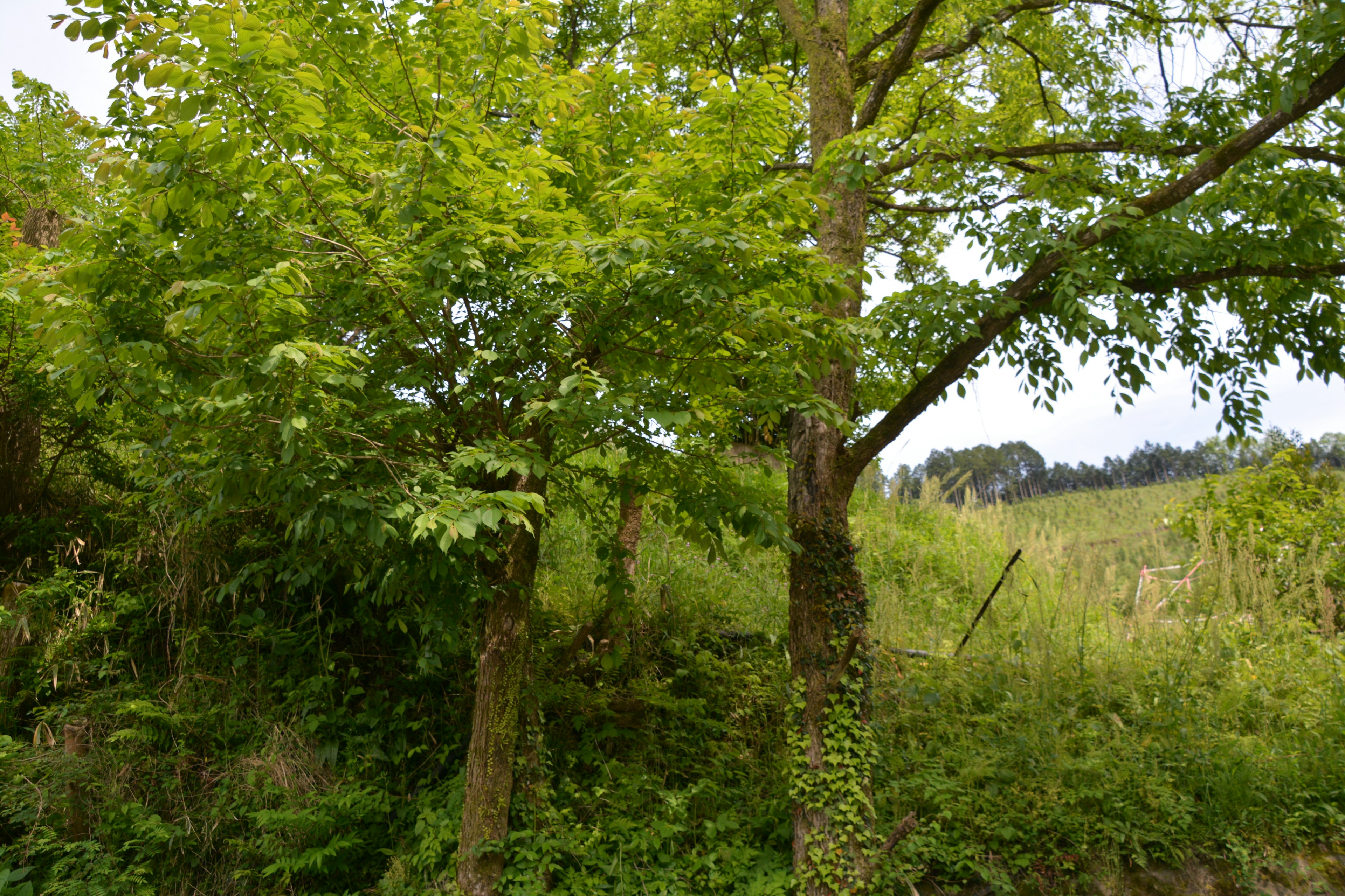 Paysage naturel avec des arbres verts luxuriants et des prairies