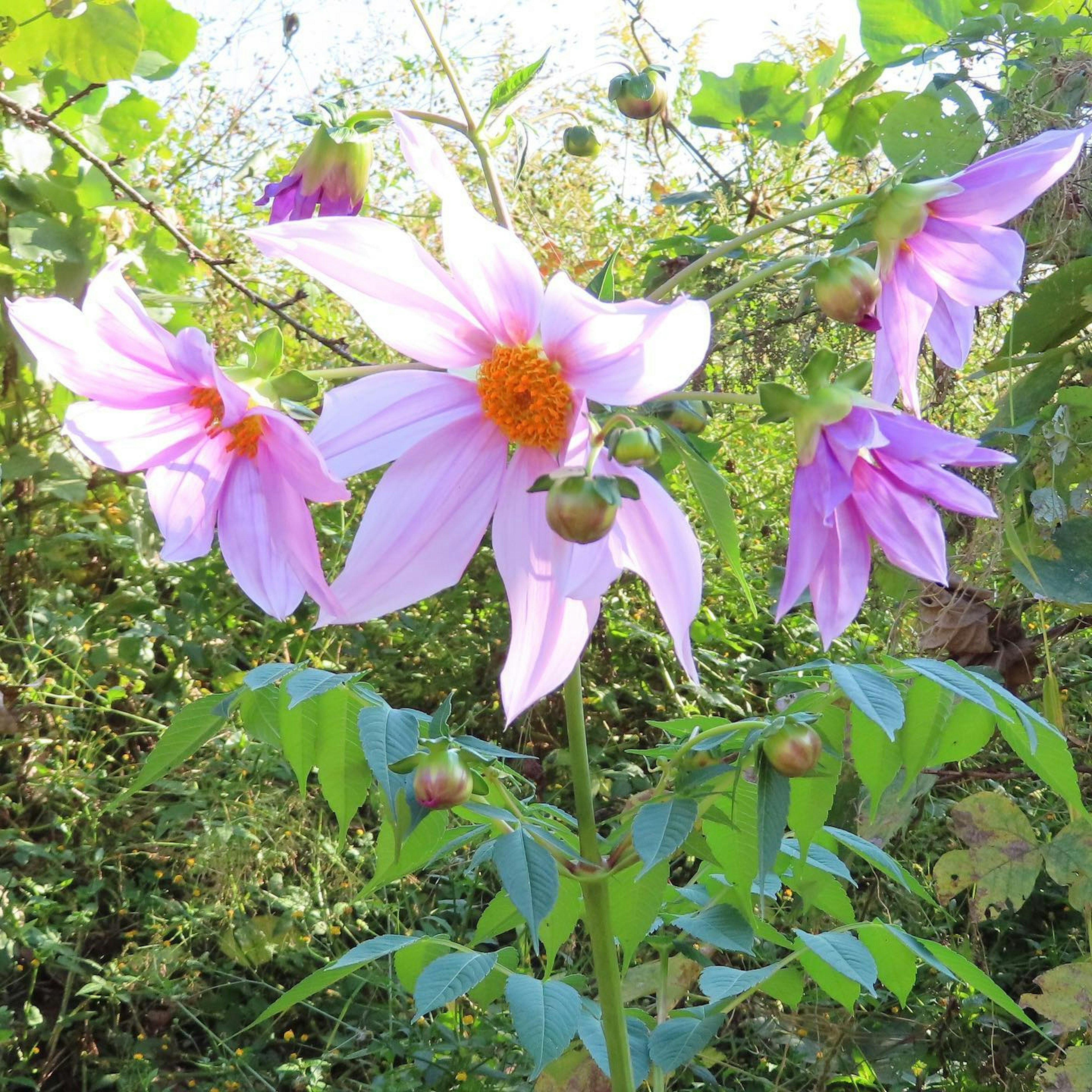 Bunga dahlia pink cerah mekar di antara dedaunan hijau