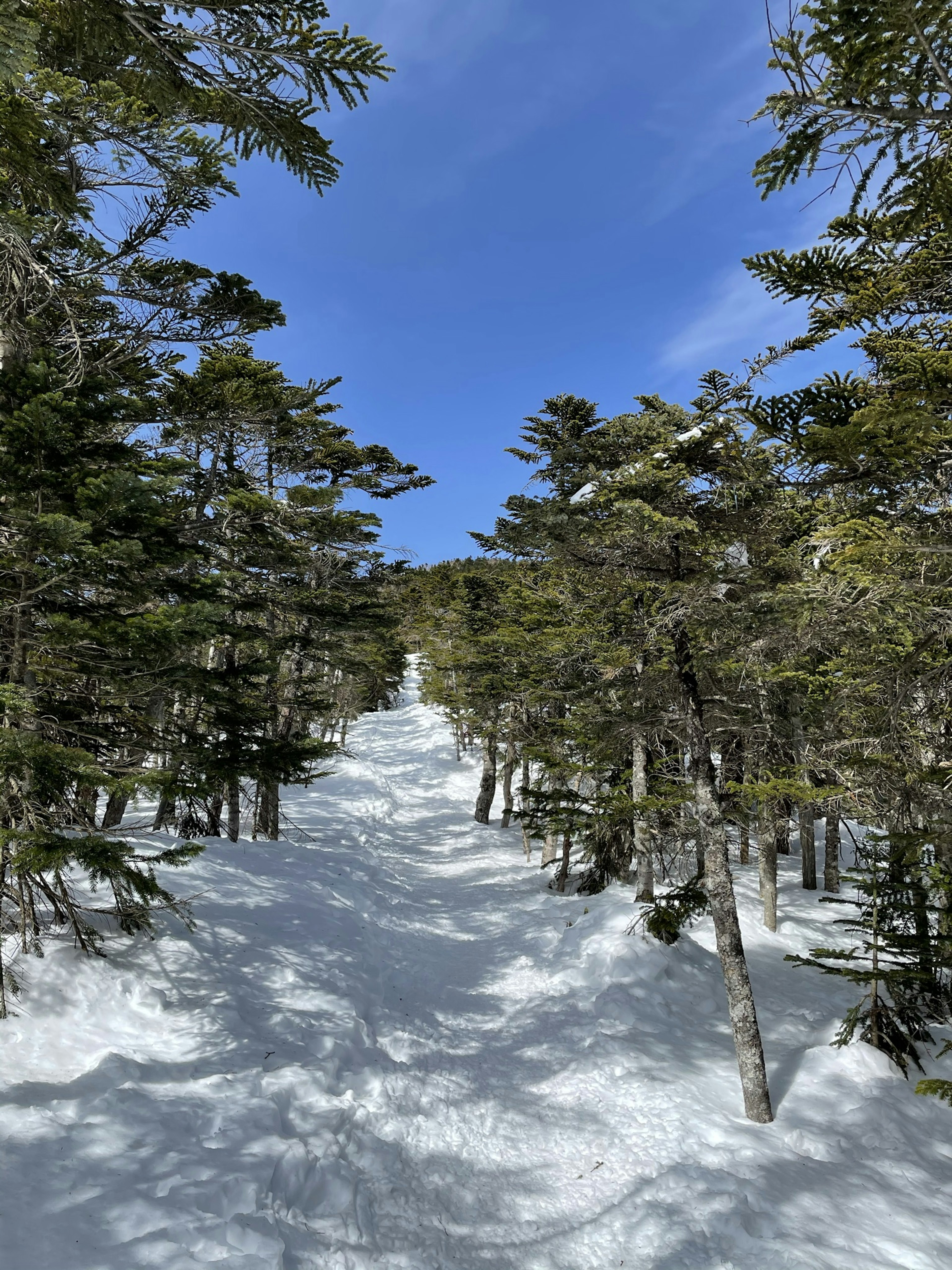 Snow-covered path surrounded by trees under a blue sky