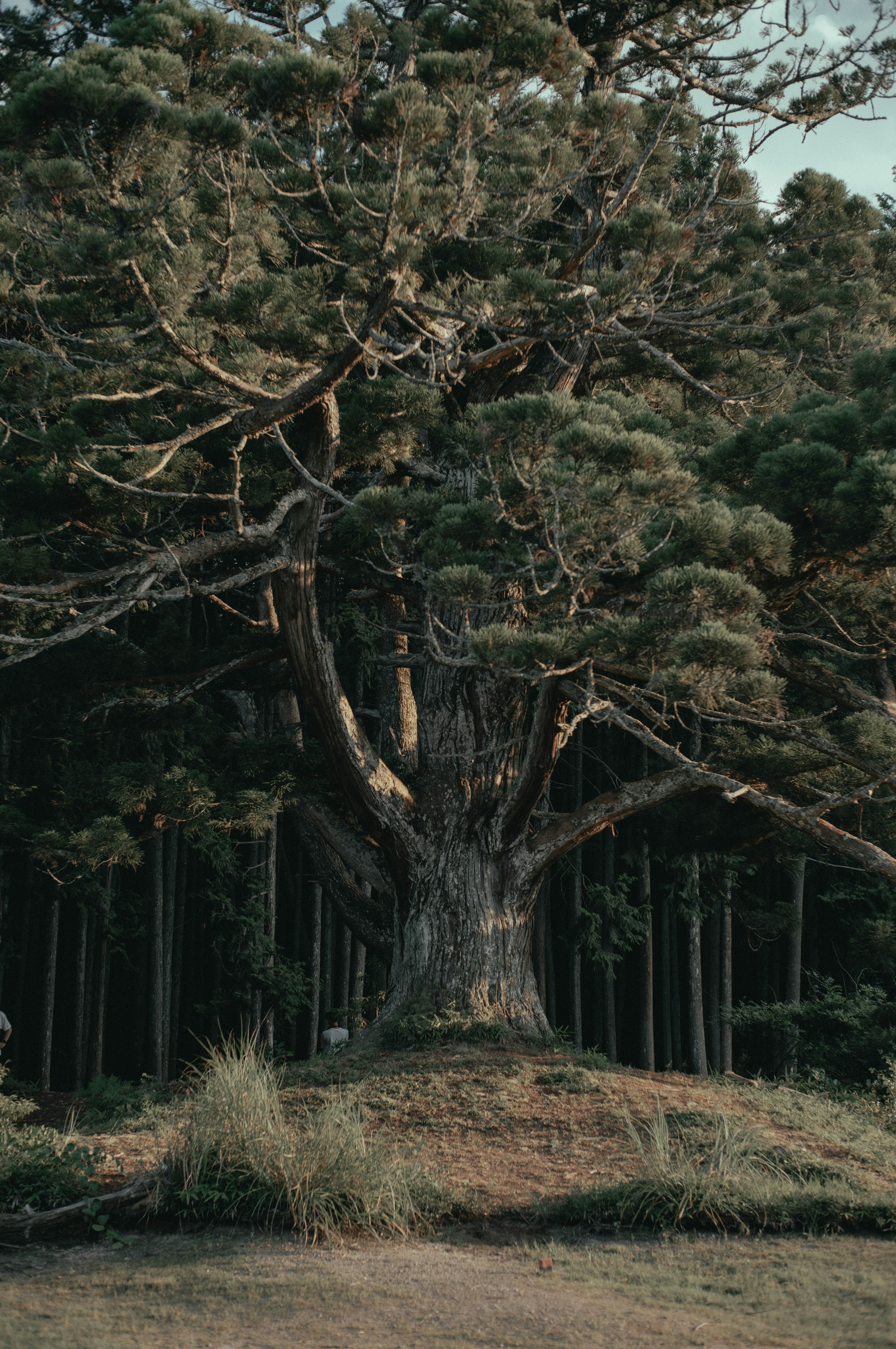 Ein großer Baum steht in einer Waldlandschaft