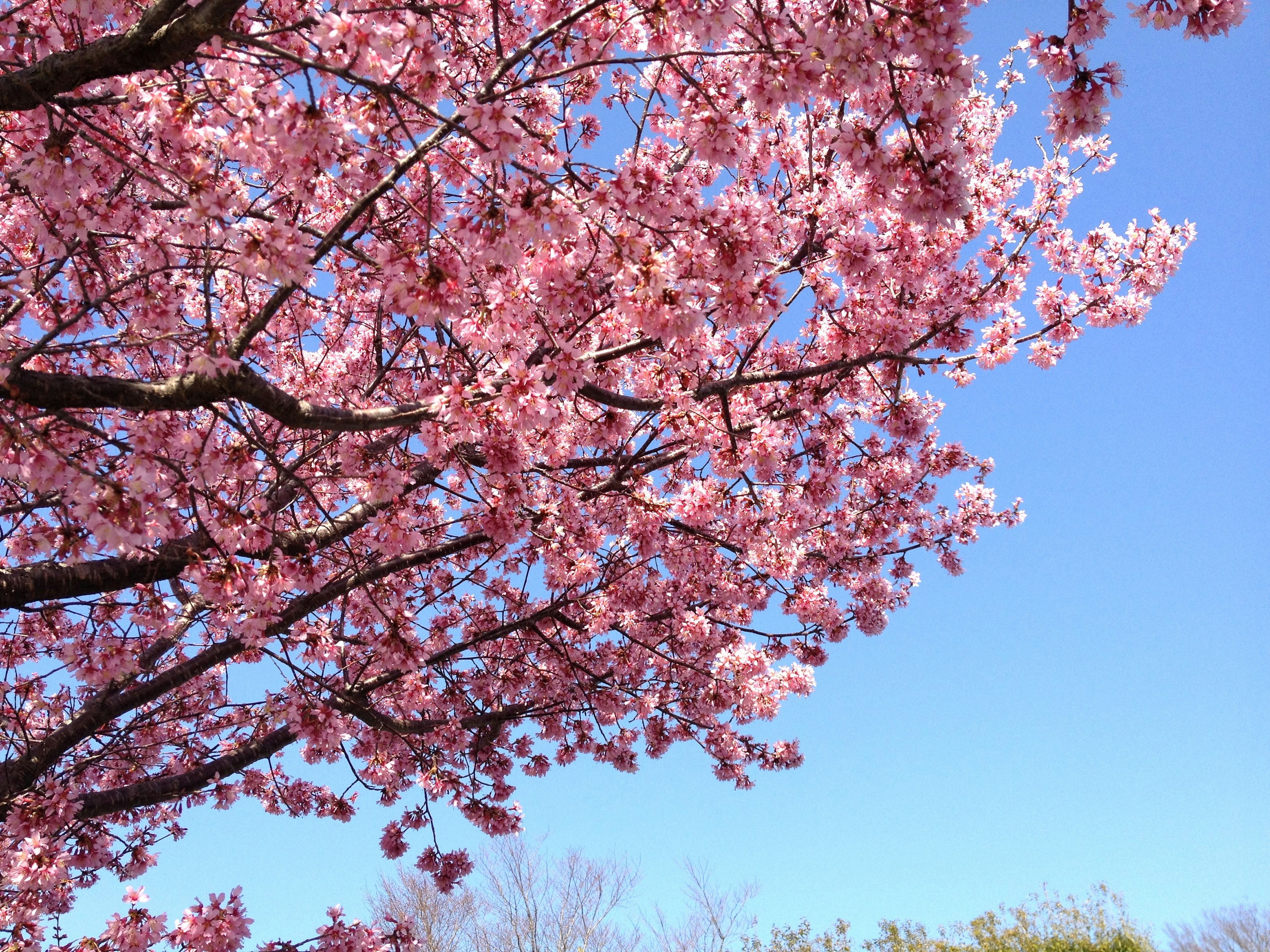 Kirschblüten in voller Blüte vor einem klaren blauen Himmel