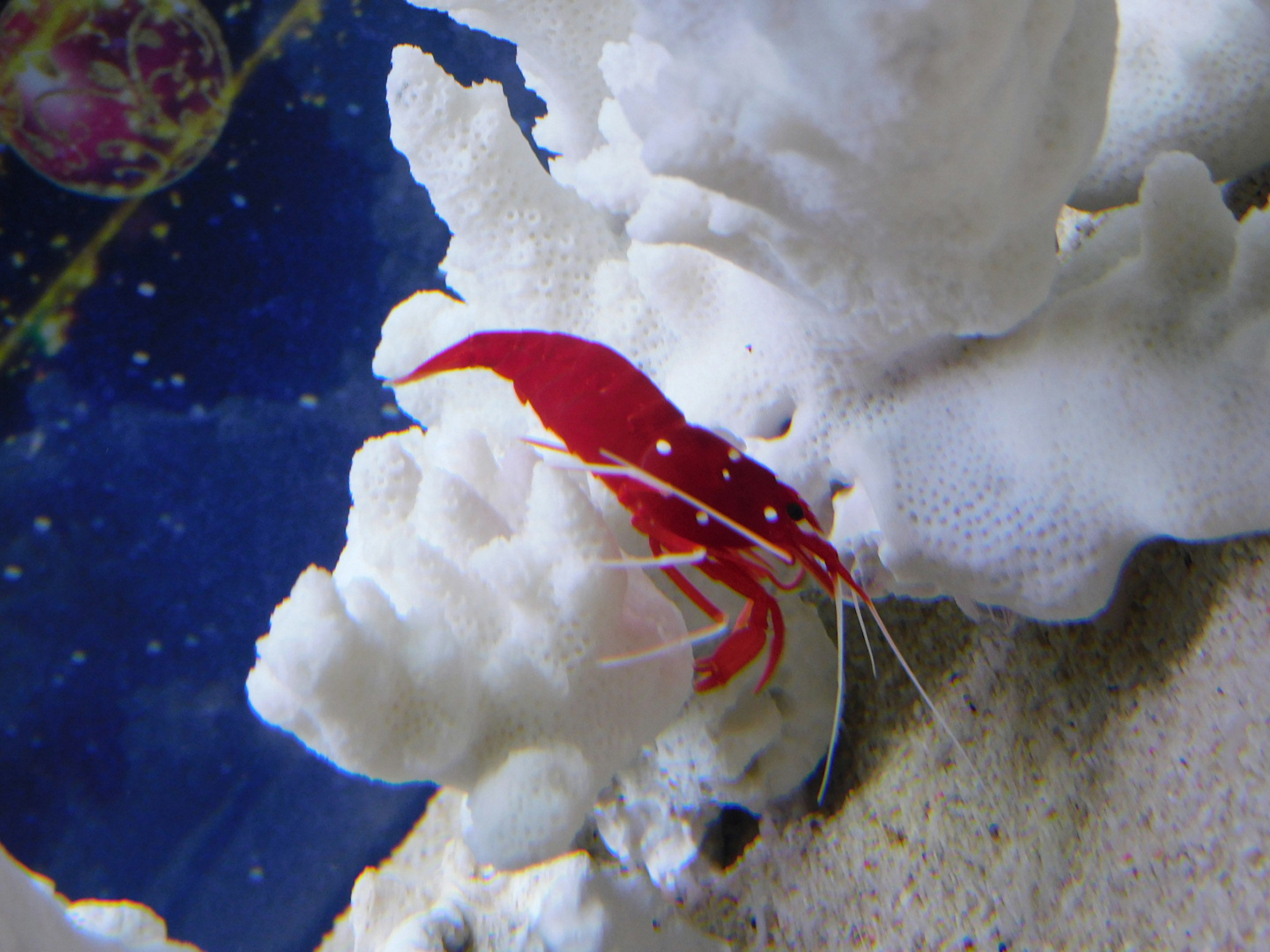 Red shrimp among white coral in an underwater scene