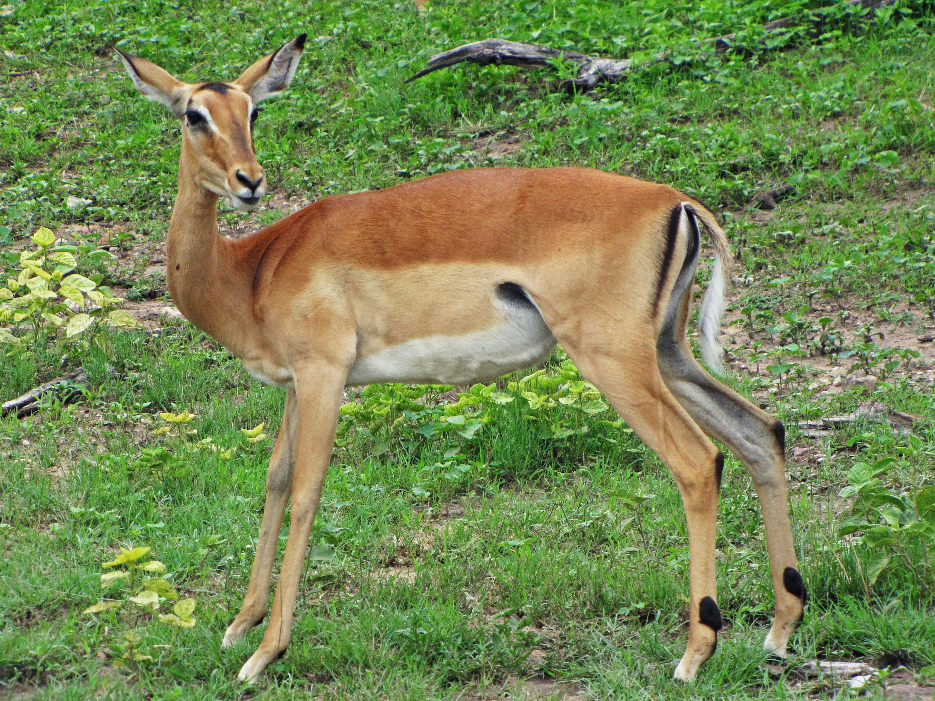 Một con impala duyên dáng đứng trong khu vực có cỏ