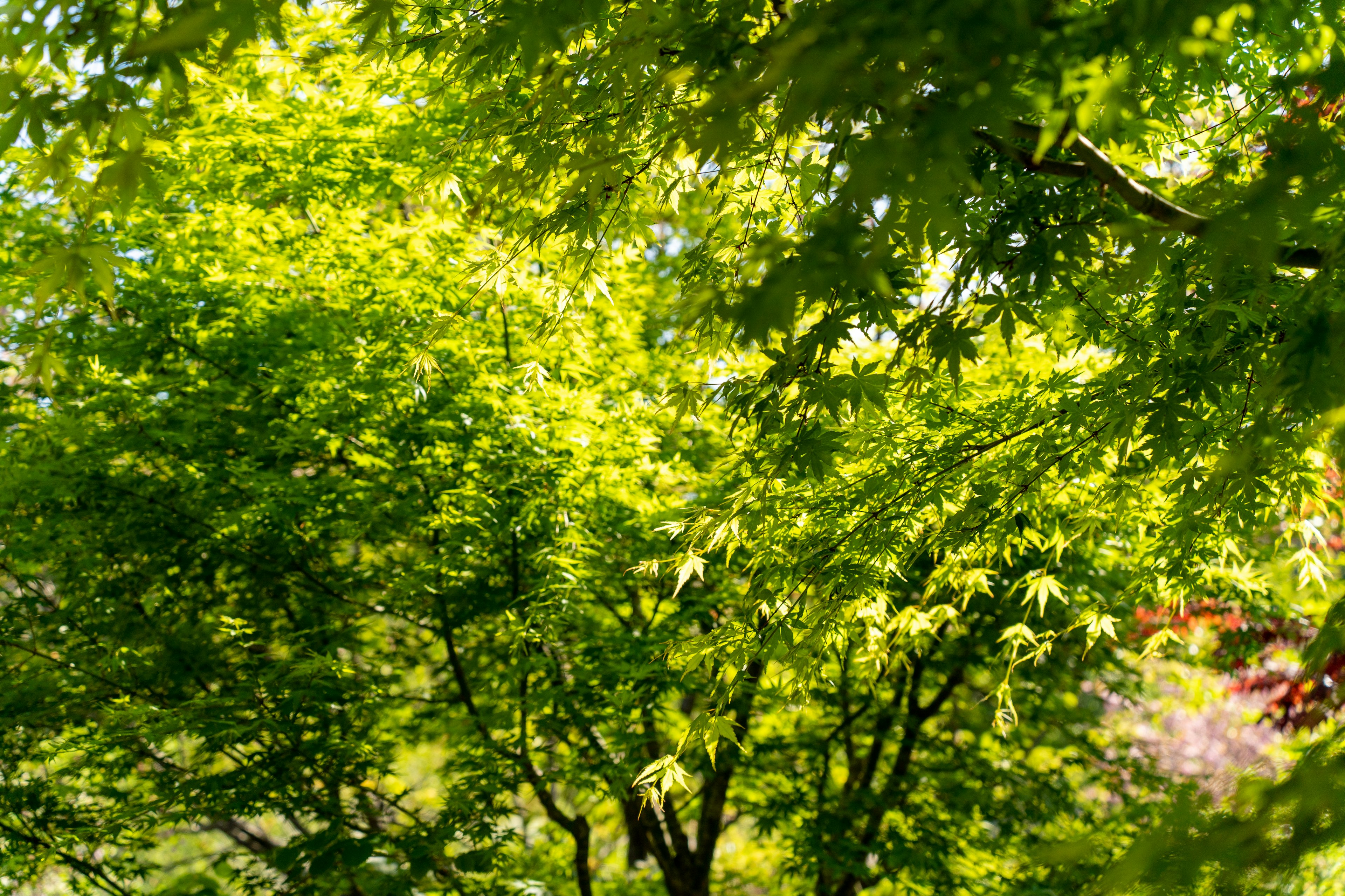 緑色の葉に覆われた木々の風景