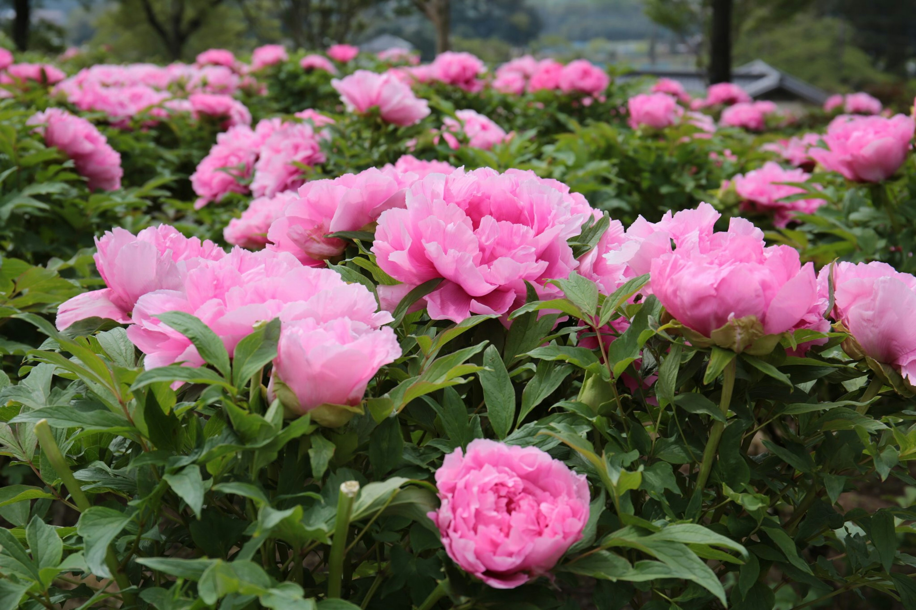 Fleurs de pivoines roses vives en fleurs dans un jardin