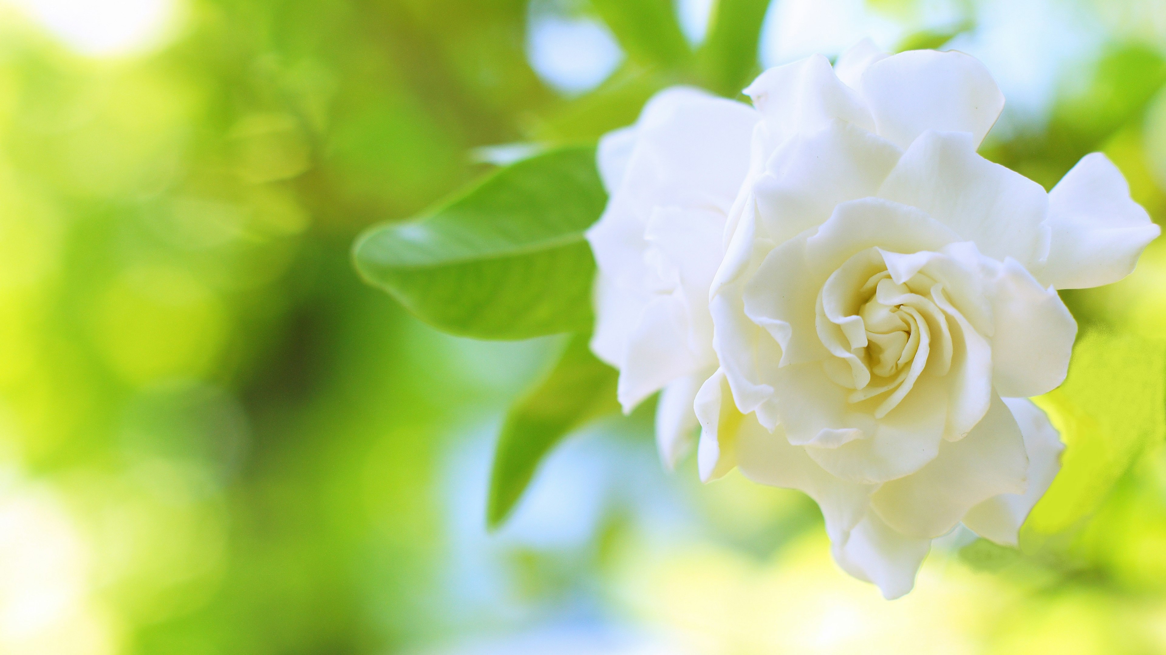 Fleur de gardénia blanche épanouie sur un fond vert