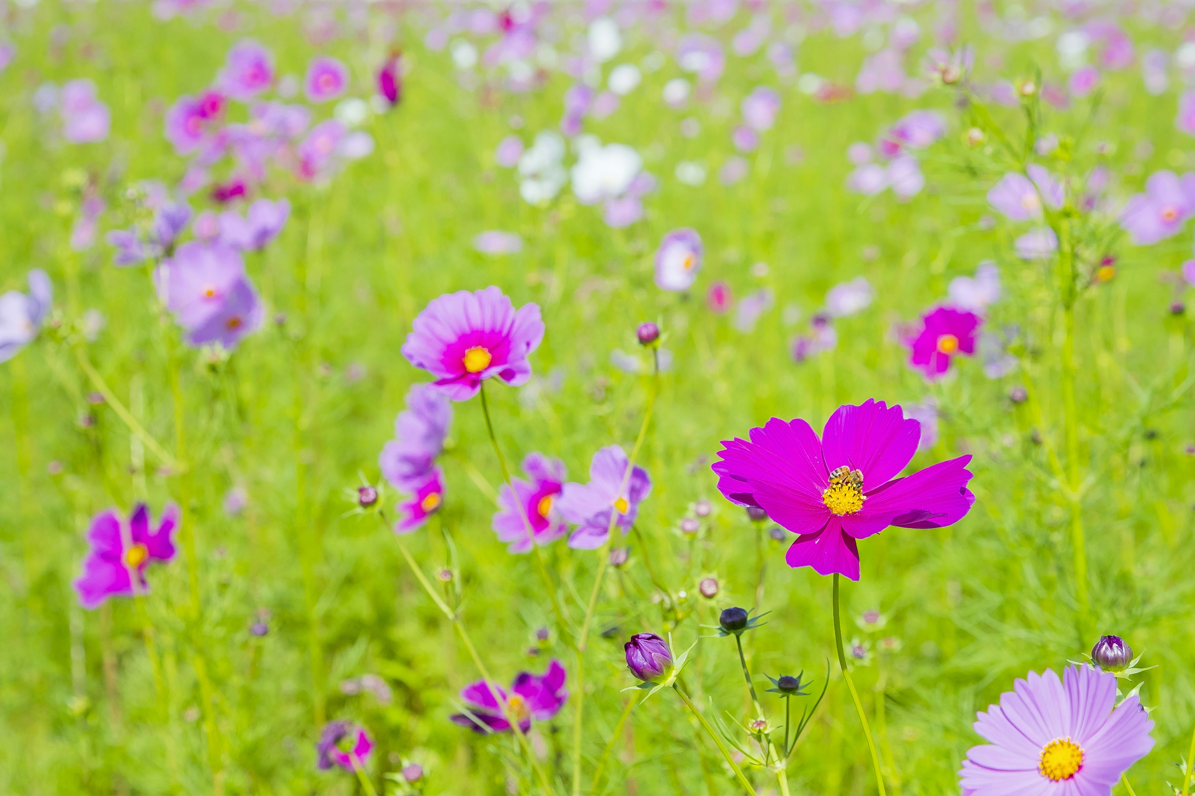 A vibrant field of blooming cosmos flowers in various shades of pink and purple