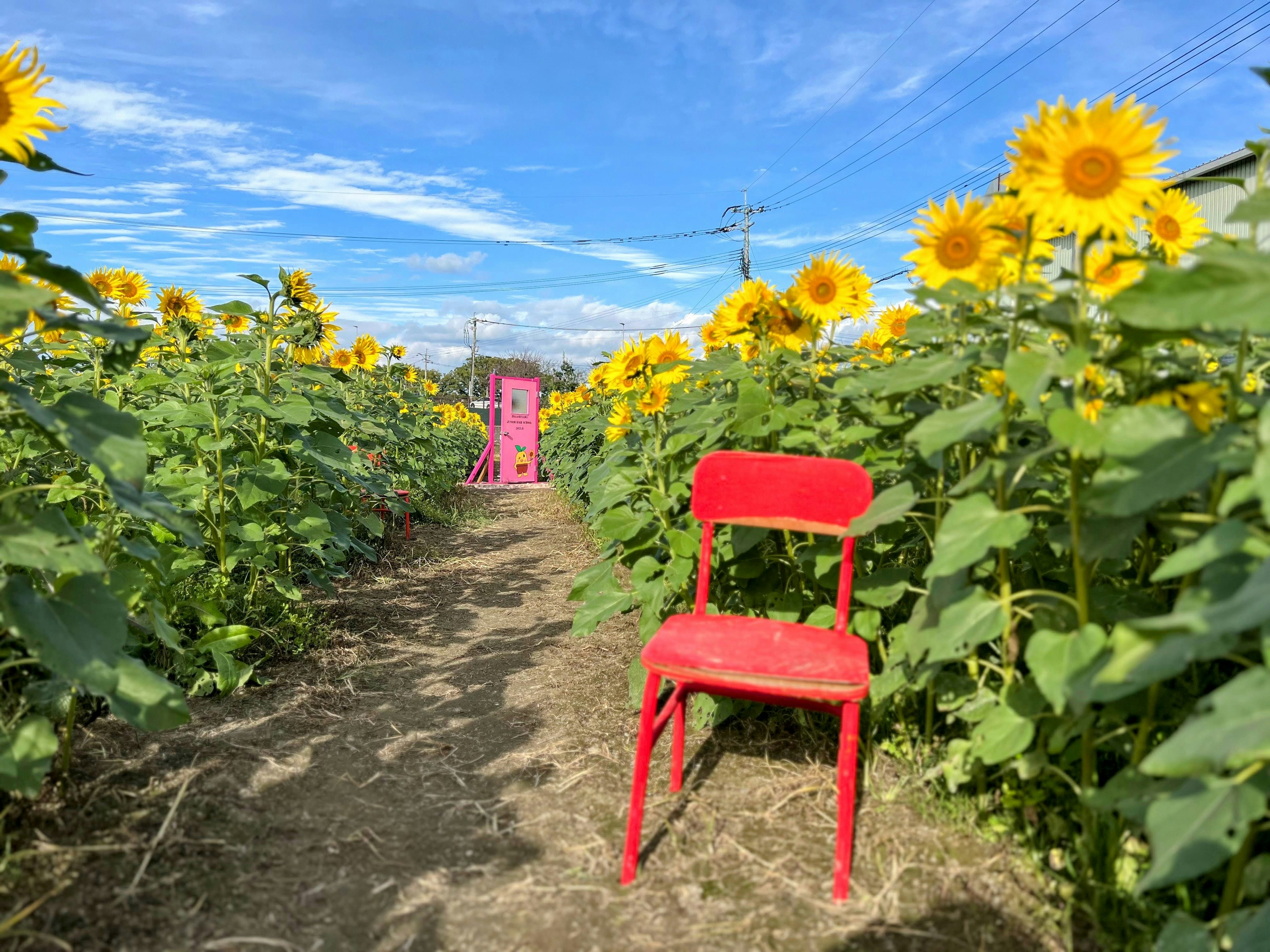 Ein roter Stuhl in einem Sonnenblumenfeld unter einem blauen Himmel