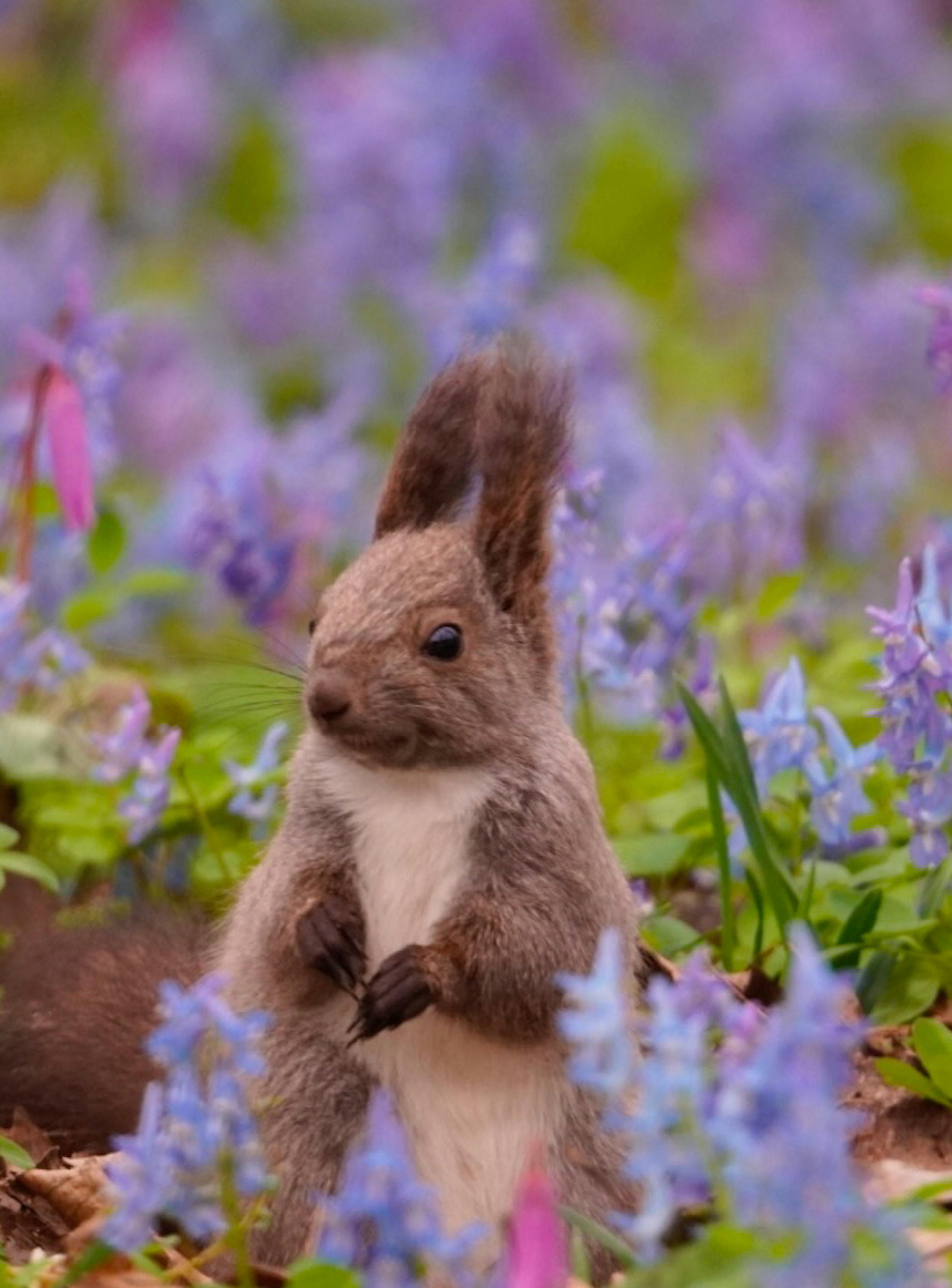 Un écureuil se tenant parmi des fleurs violettes