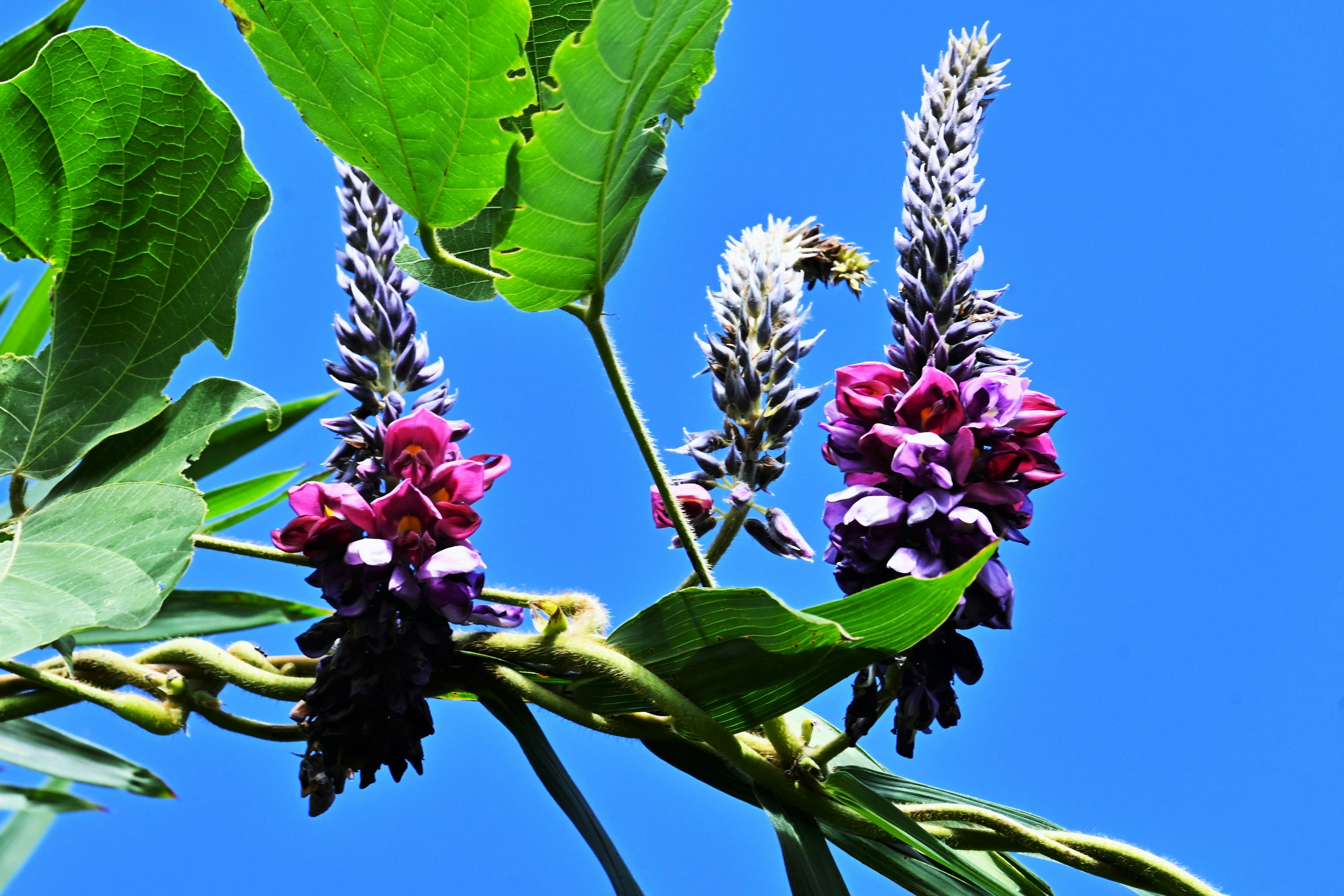 Plant with purple and pink flowers blooming under a blue sky