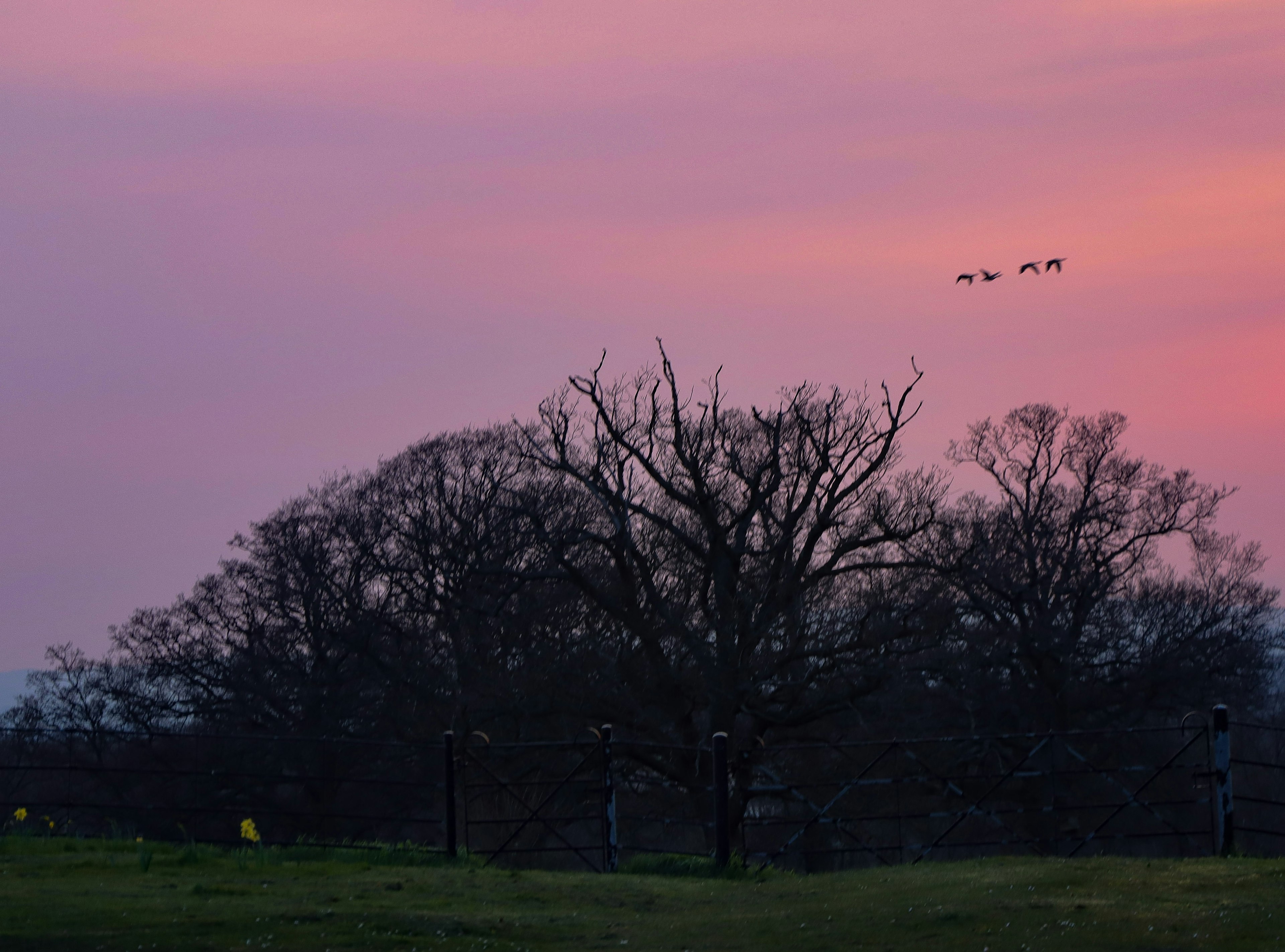 Paesaggio con cielo al tramonto e alberi in silhouette stormo di uccelli in volo