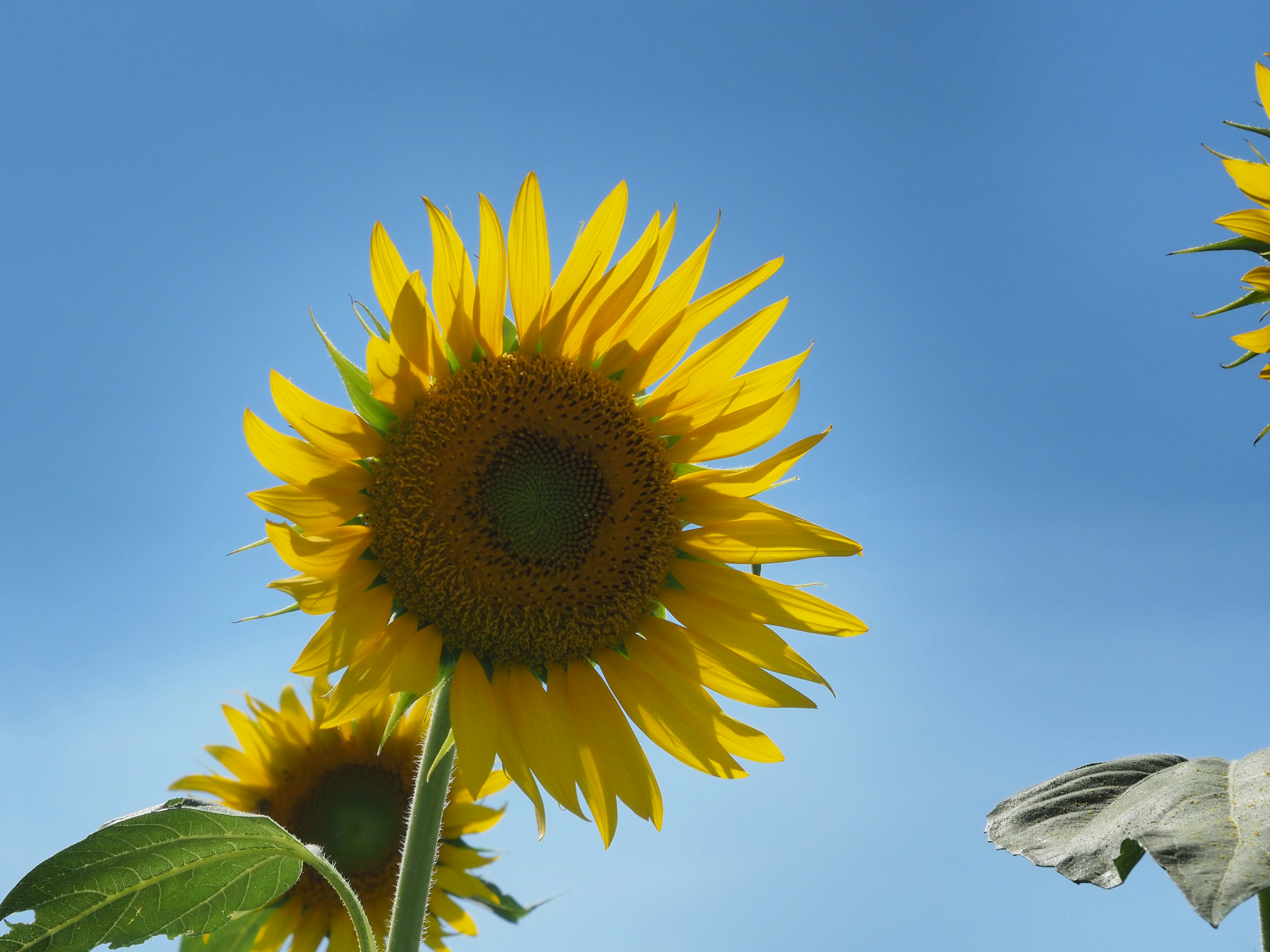 Girasol brillante floreciendo bajo un cielo azul claro