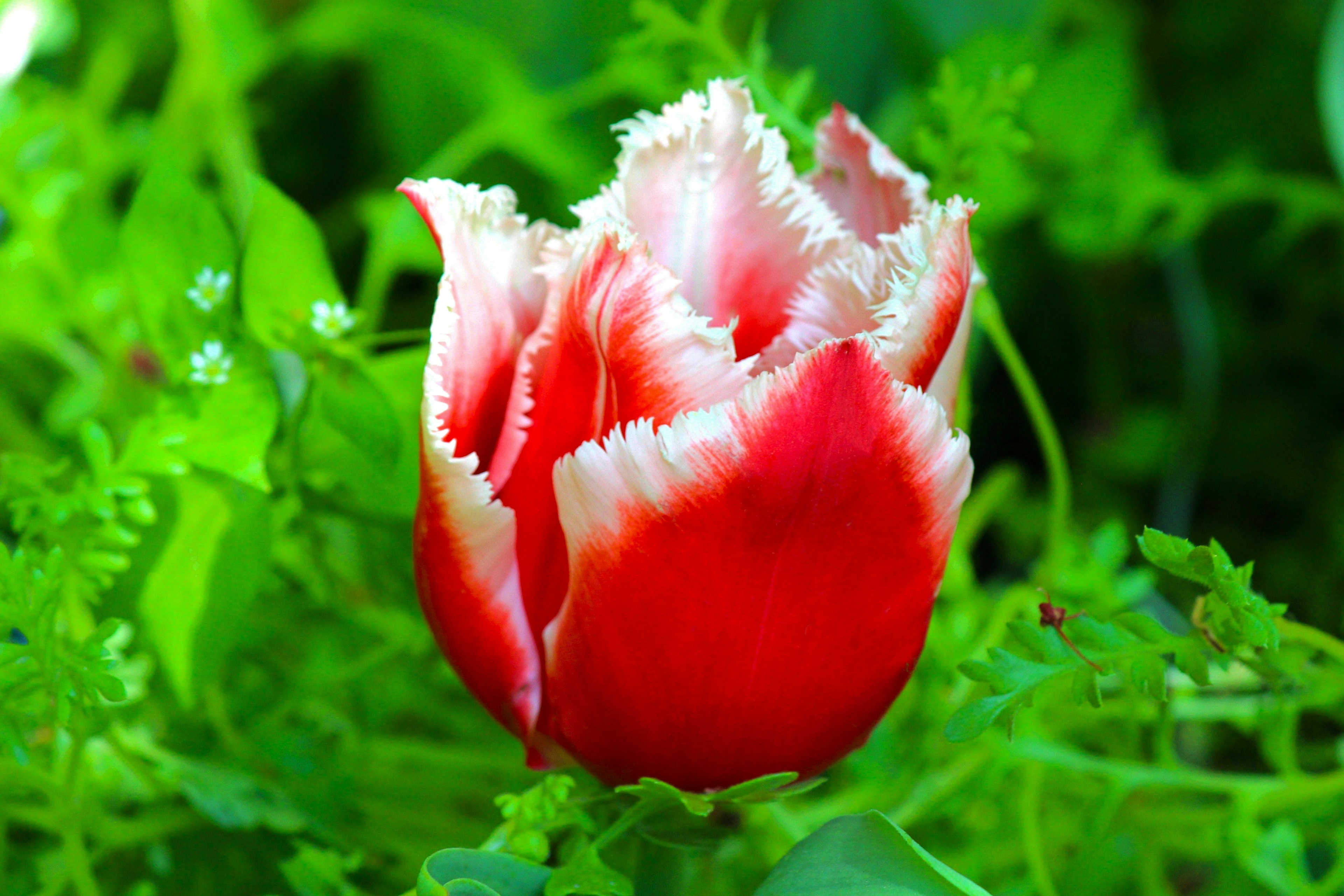 Tulipán rojo rodeado de follaje verde