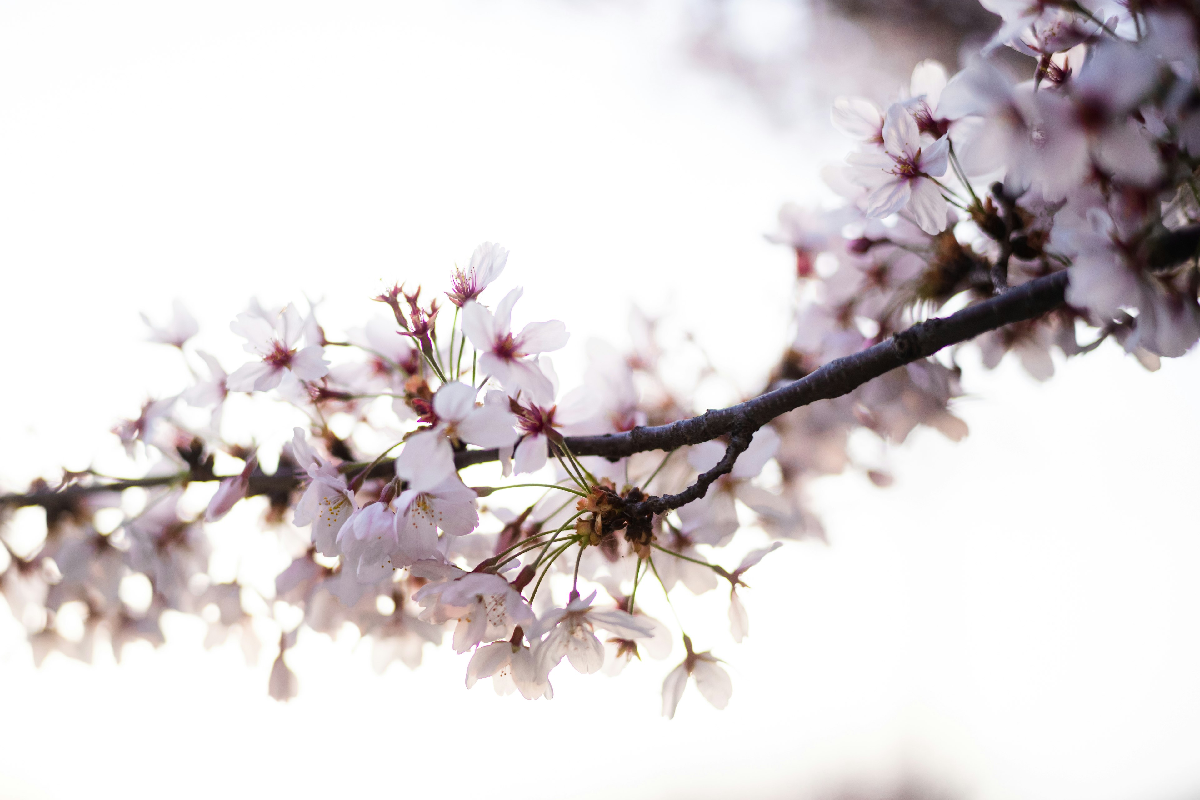 桜の花が咲いている枝のクローズアップ