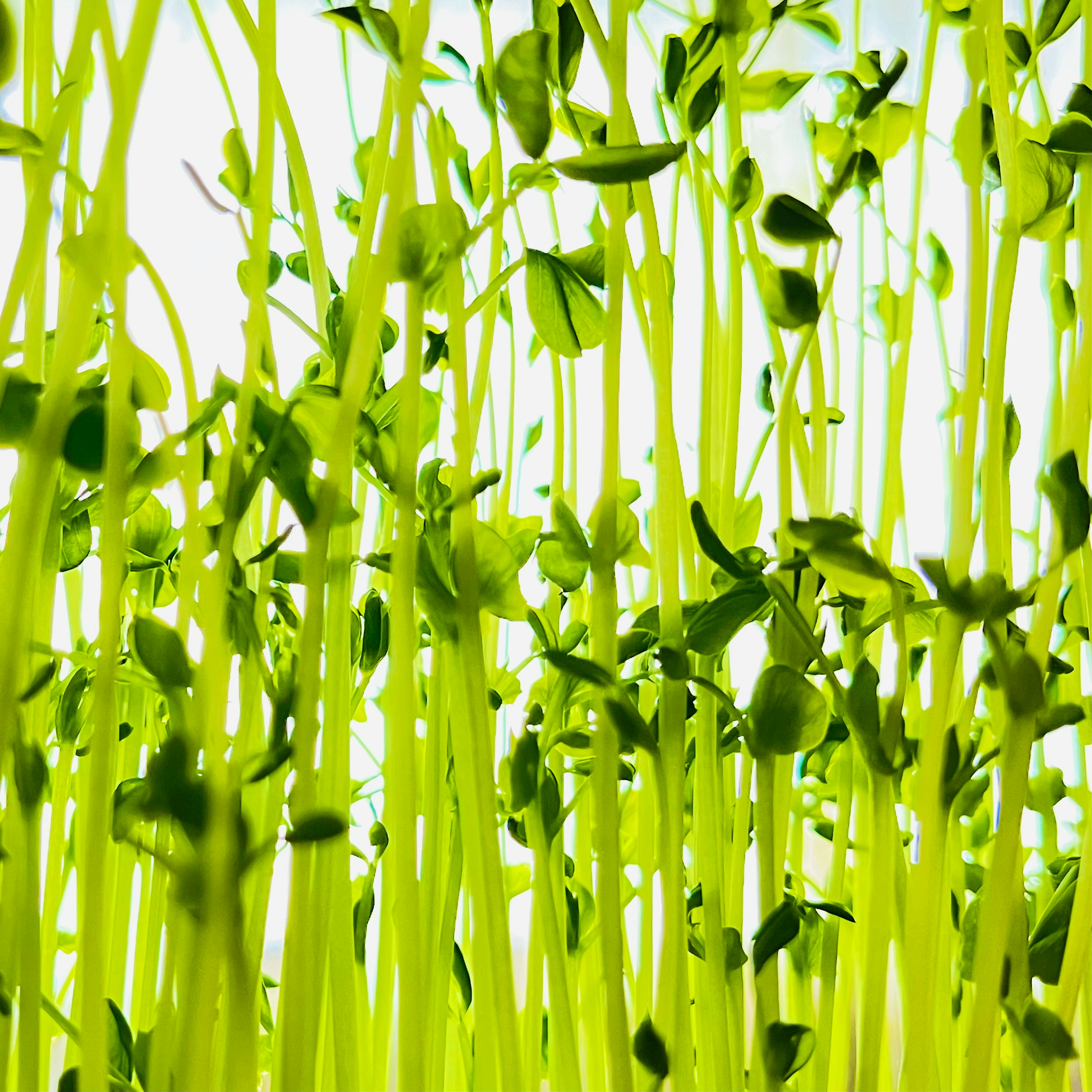 Acercamiento de brotes verdes vibrantes con hojas delicadas