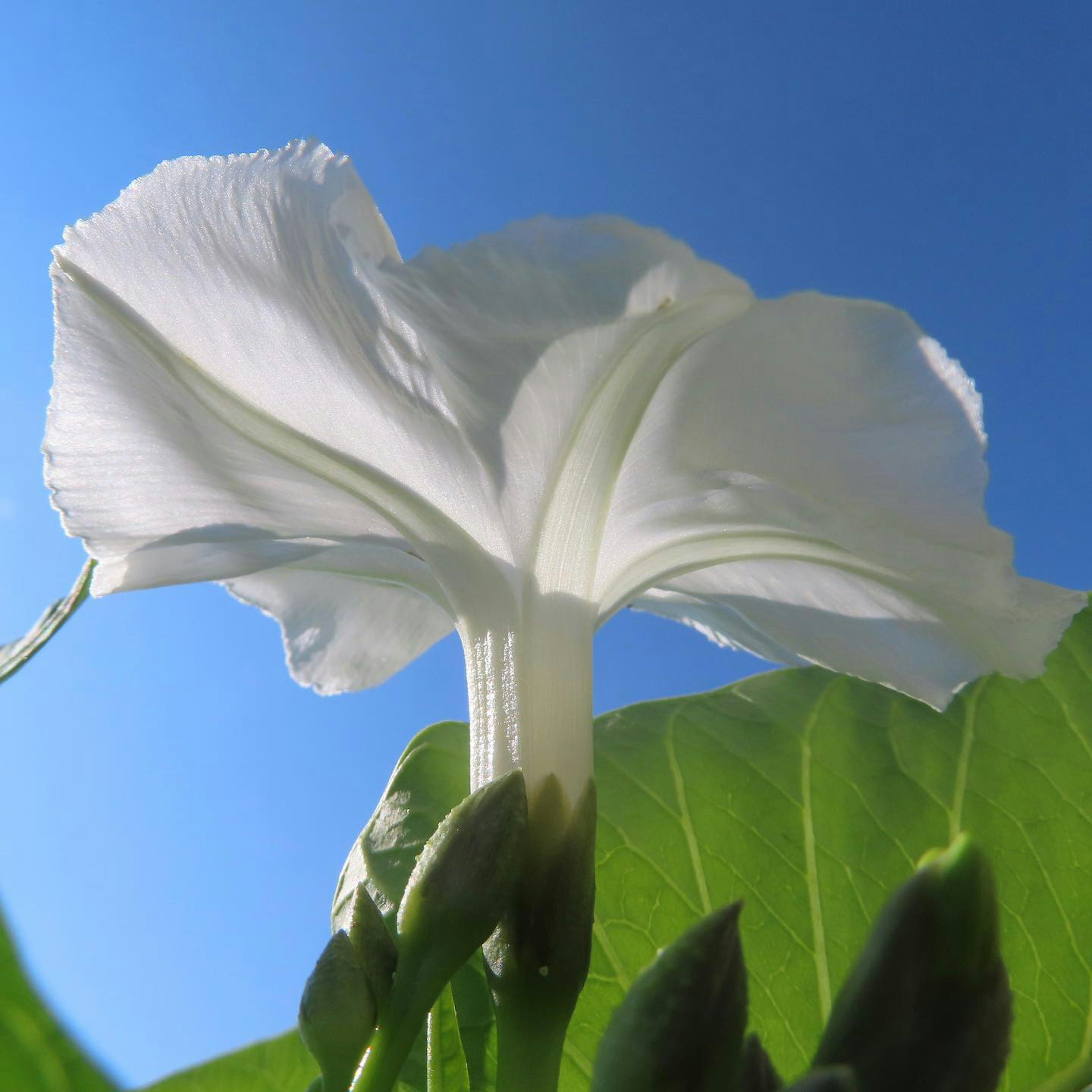 Un fiore bianco che sboccia sotto un cielo blu