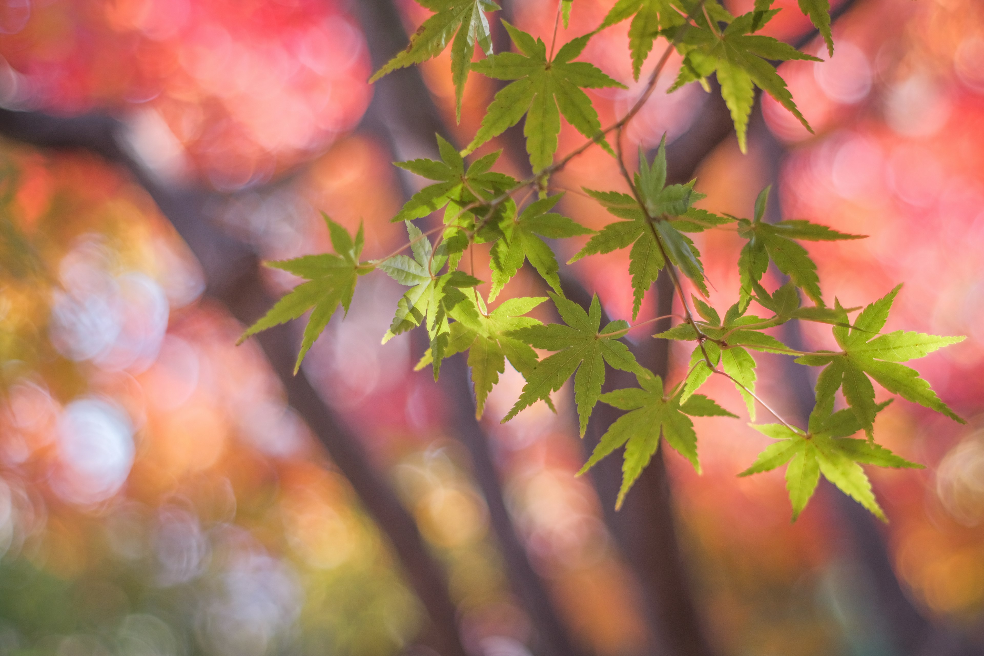 Green maple leaves against a colorful blurred background