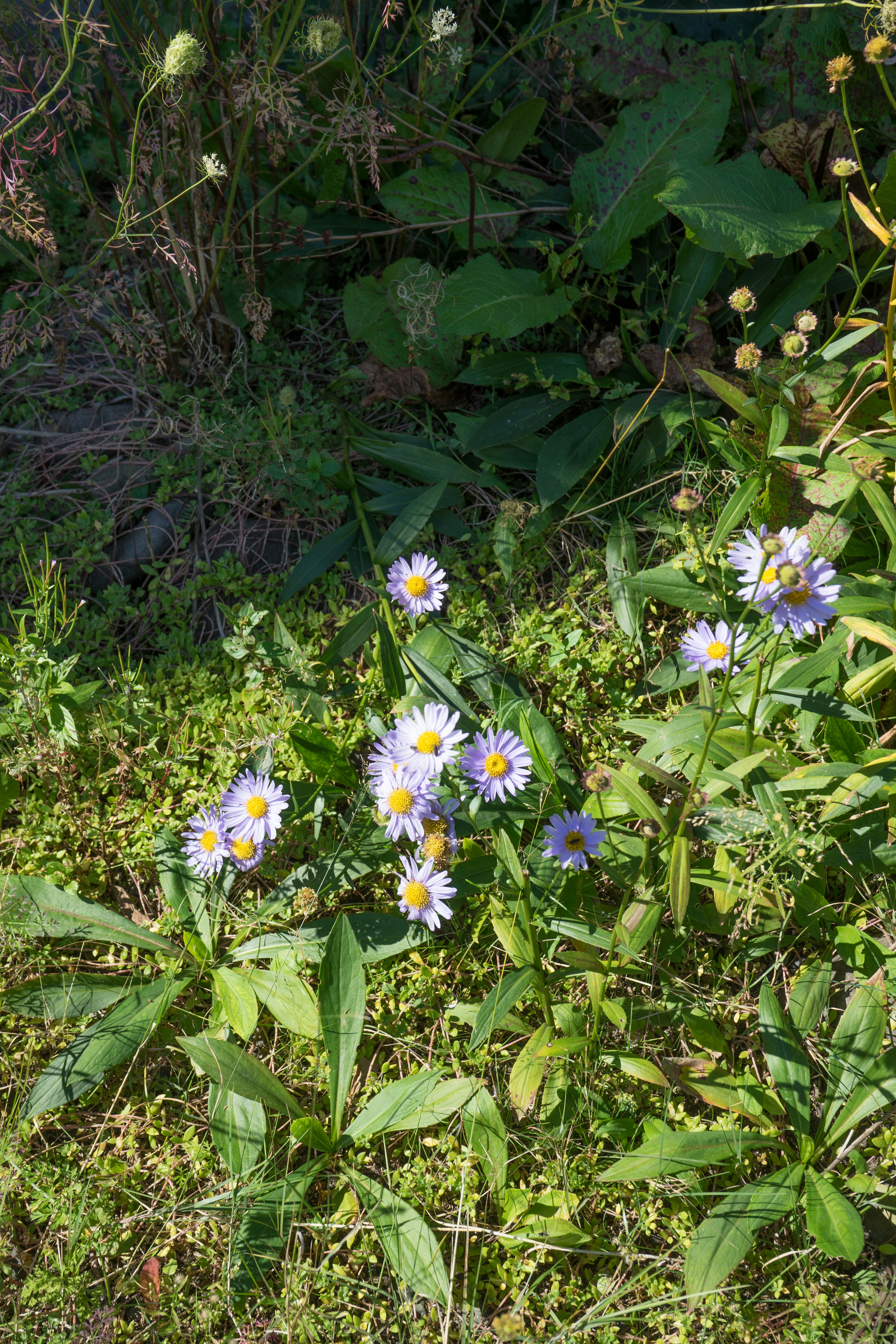 Un groupe de marguerites violettes entourées de feuillage vert