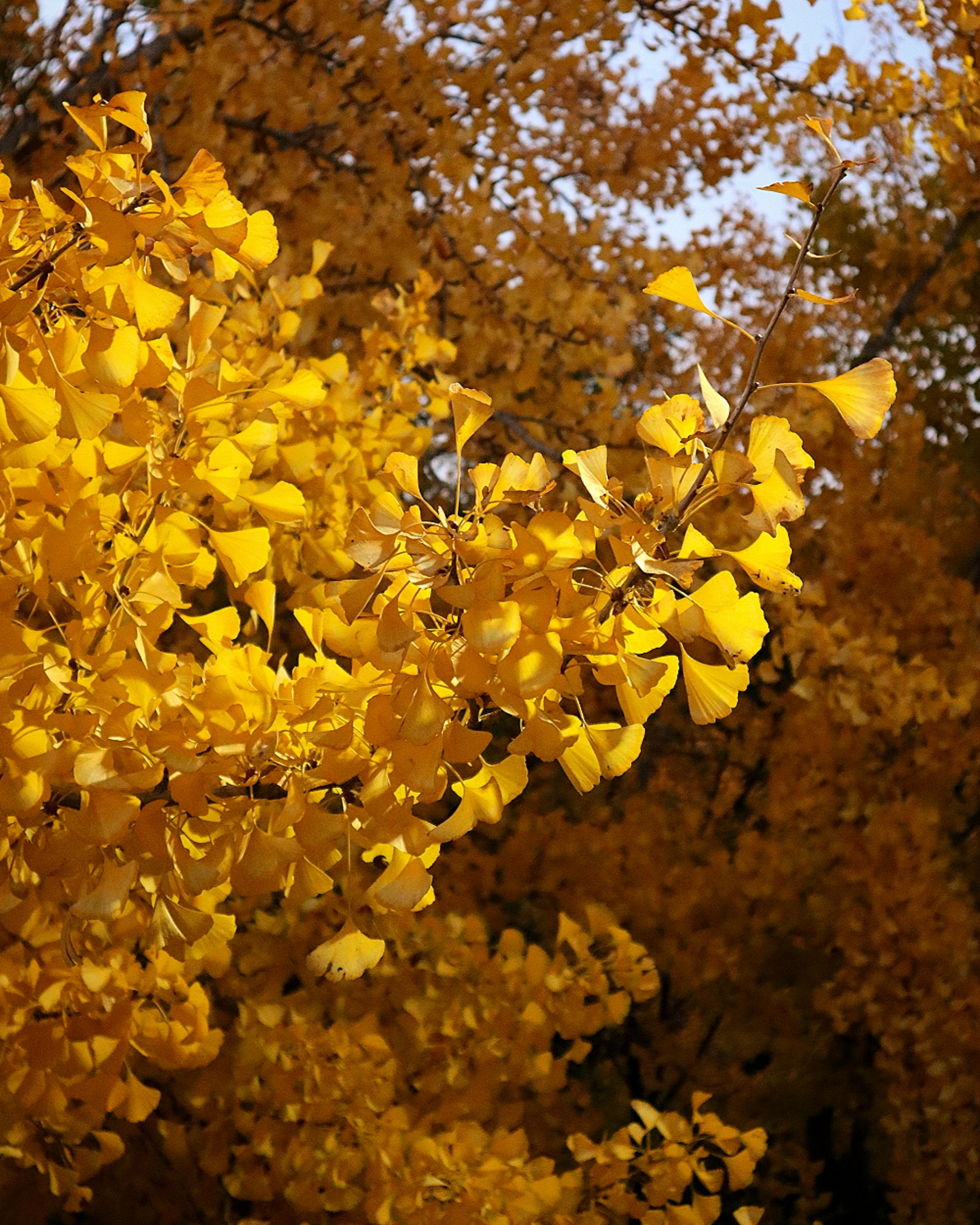 Daun ginkgo kuning cerah memenuhi sepenuhnya pemandangan musim gugur