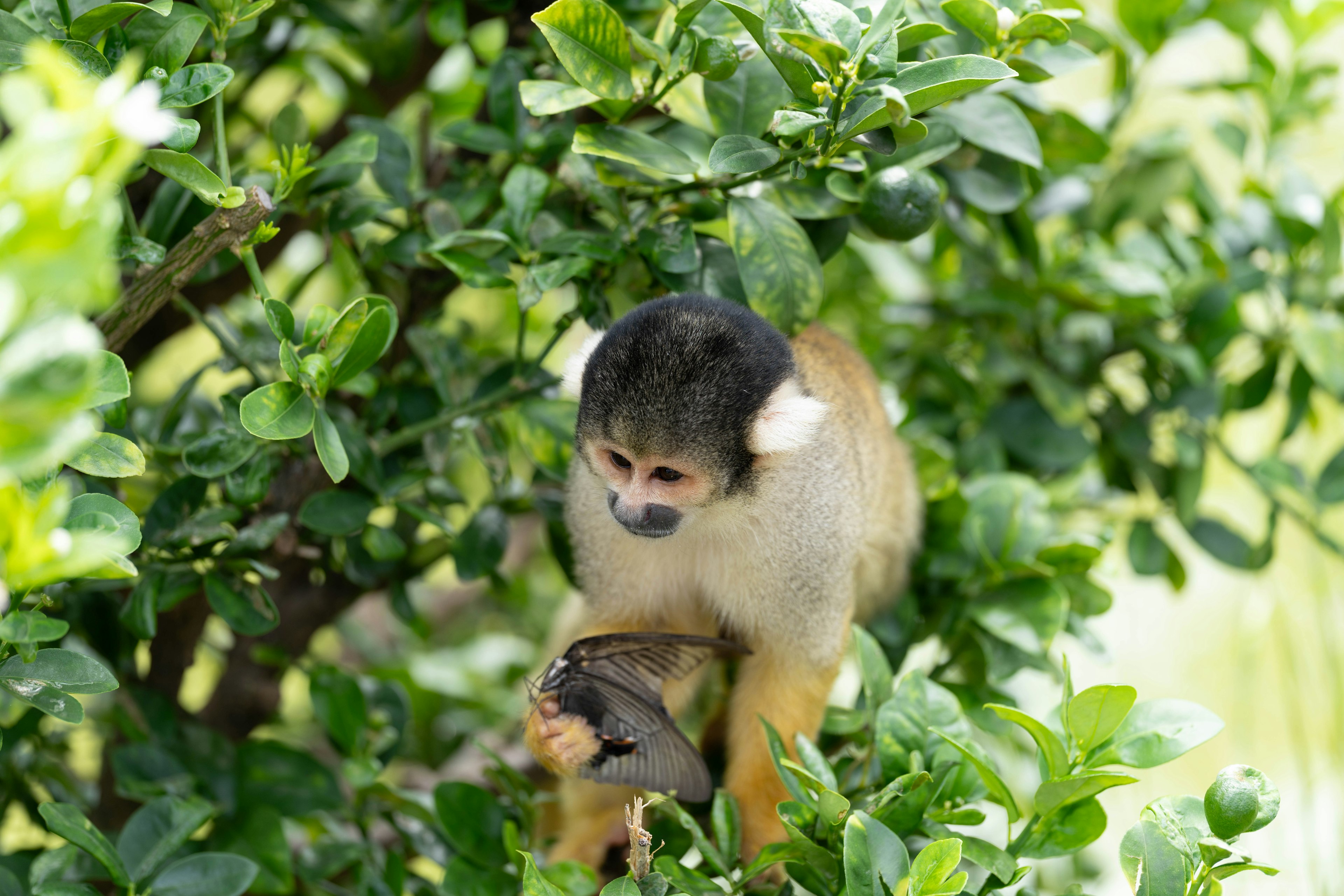 Young monkey holding fruit among green leaves