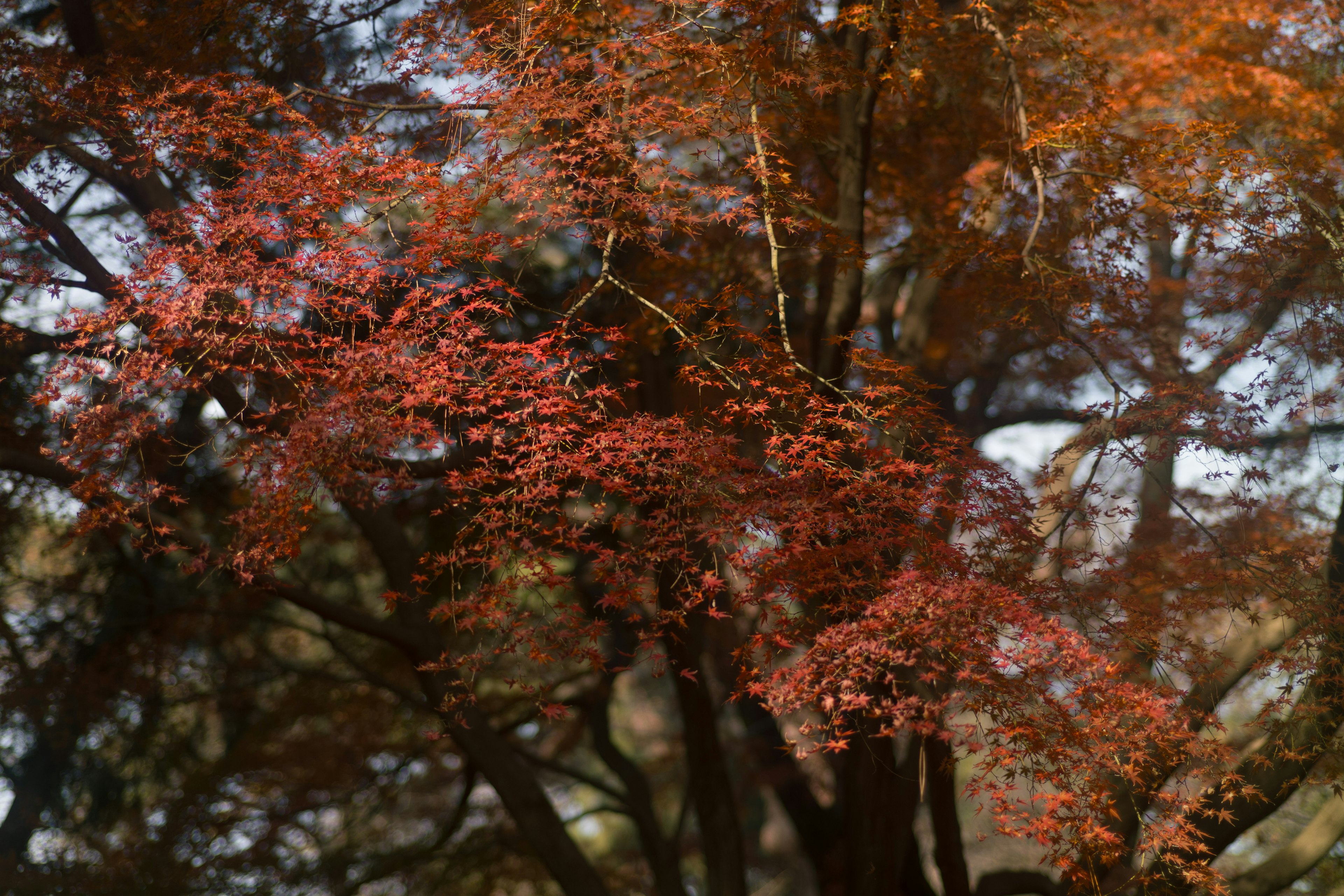 Close-up of autumn trees with vibrant red leaves