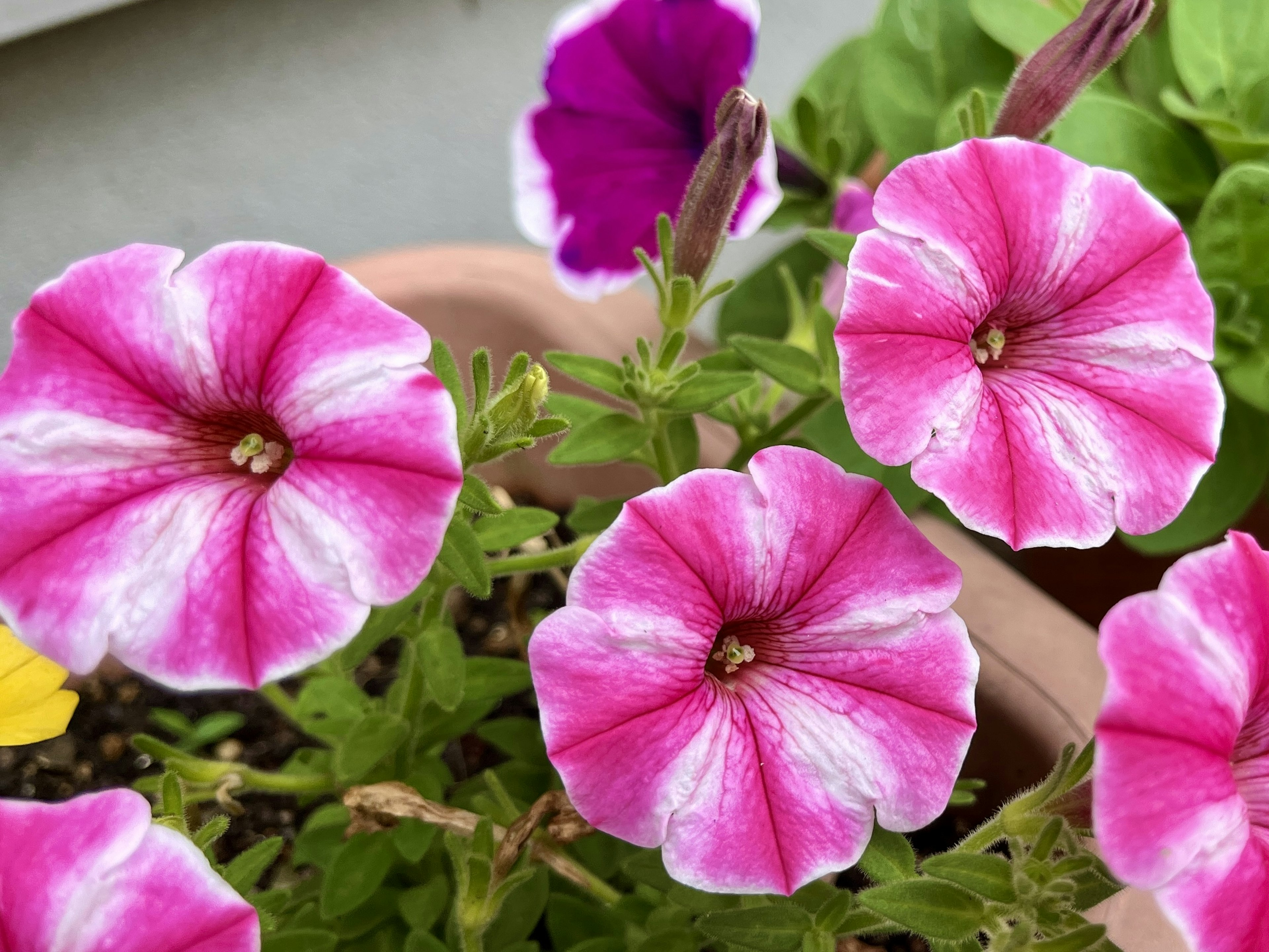 鮮やかなピンクのペチュニアの花が咲いている様子 緑の葉と一緒にポットに植えられている