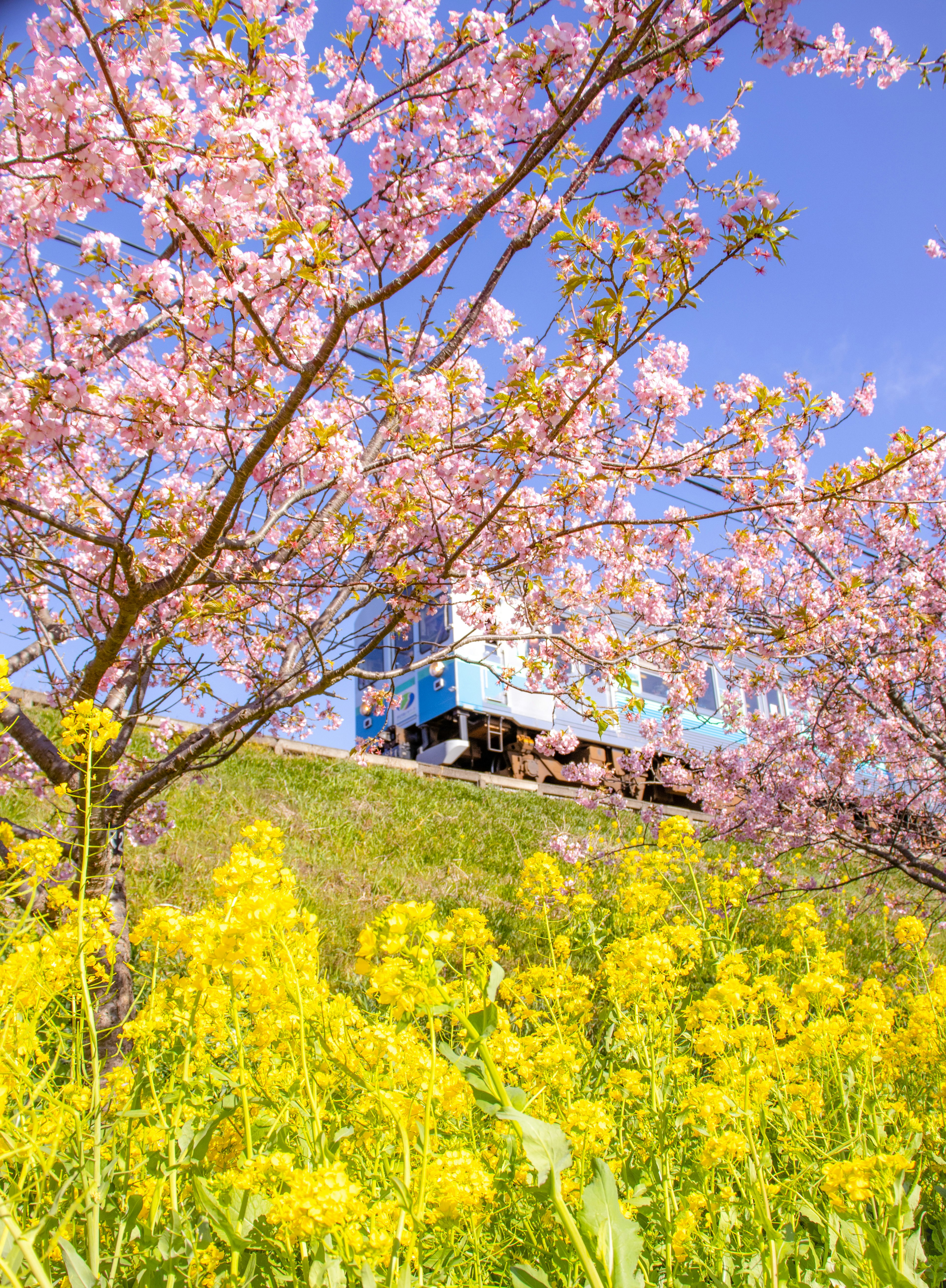 ทิวทัศน์ที่มีดอกซากุระและดอกคาโนล่า มีรถไฟอยู่ในพื้นหลัง