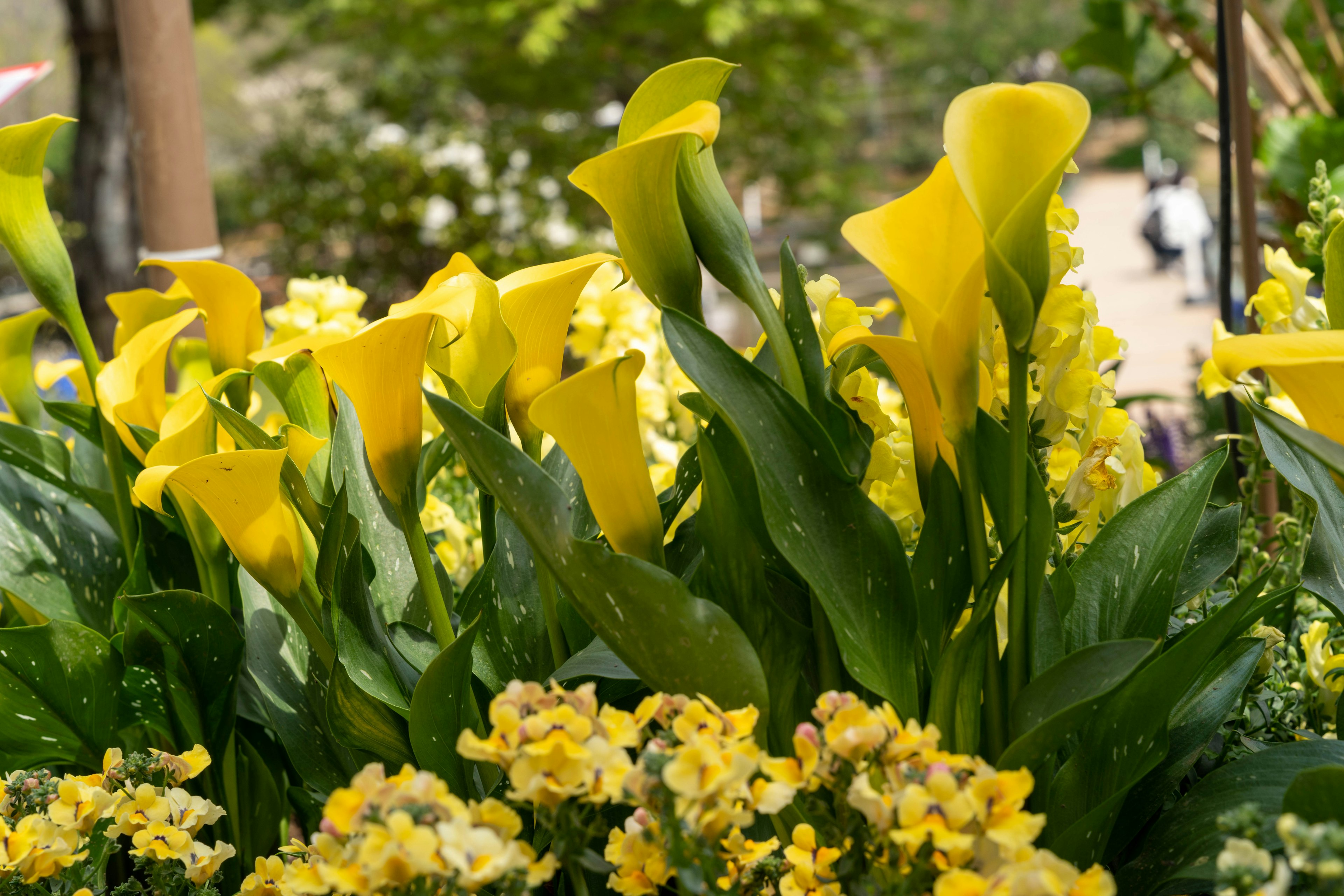 A vibrant display of yellow calla lilies and flowers in a garden