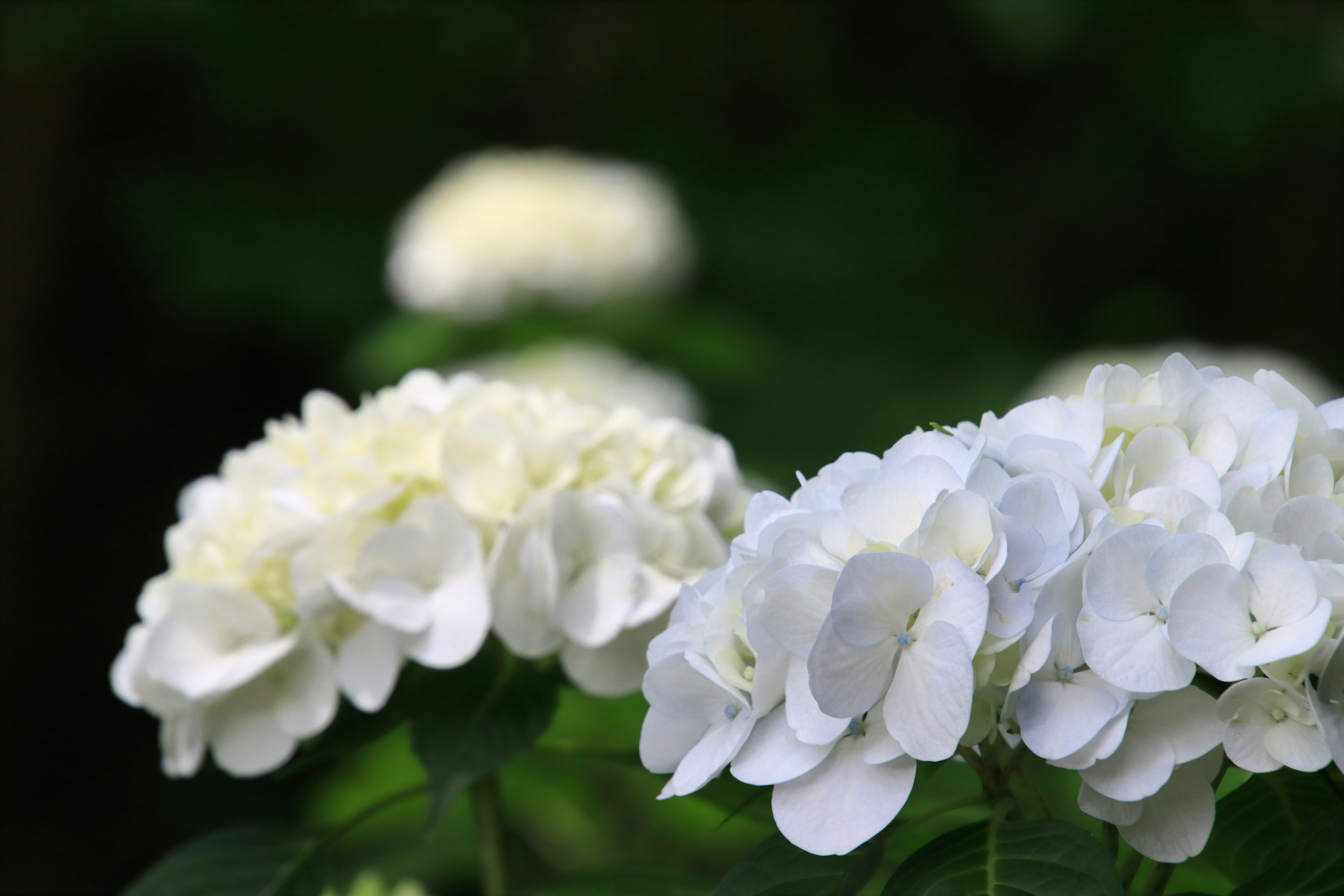 White hydrangea flowers blooming against a green background