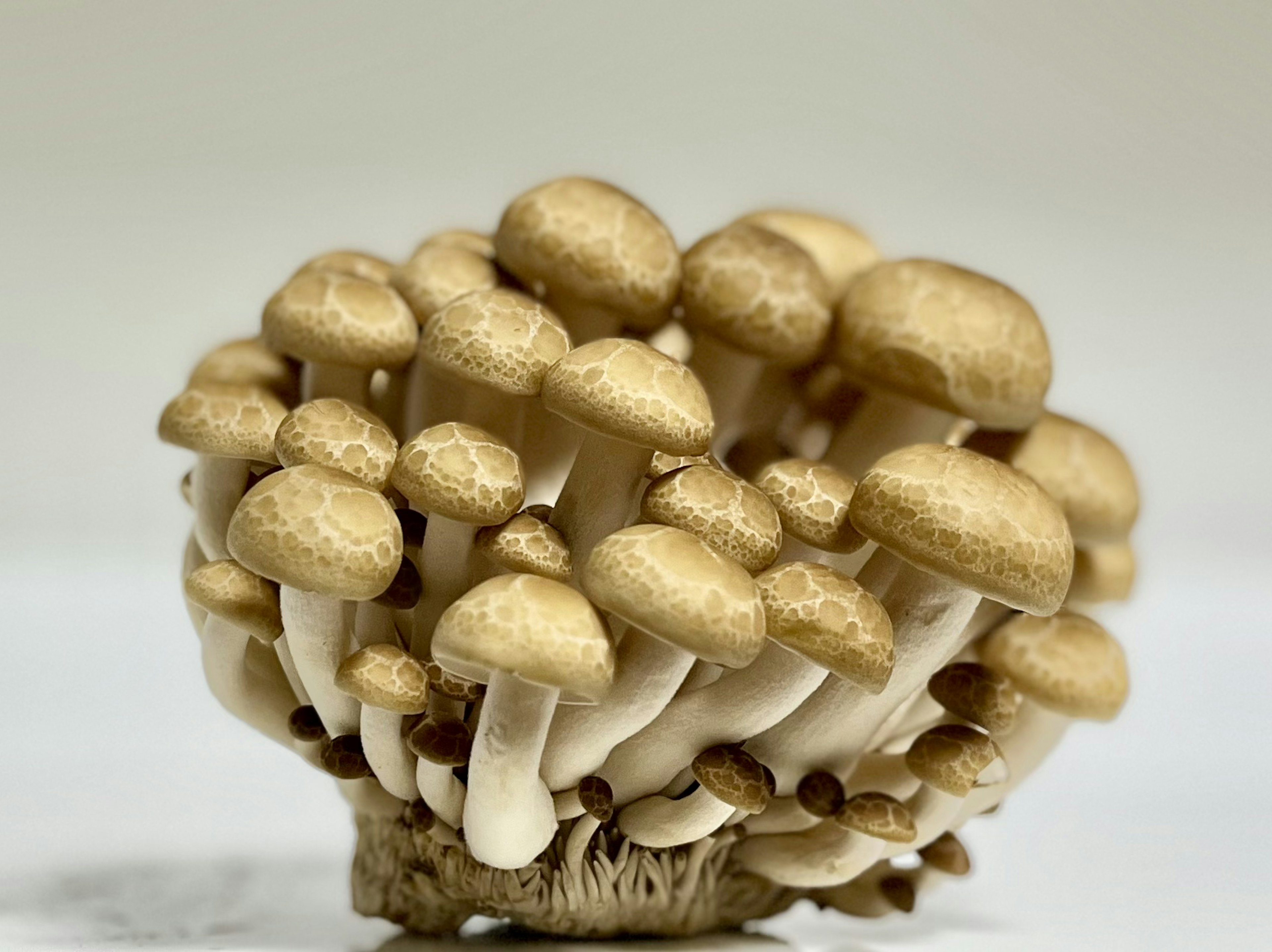 Cluster of small golden mushrooms with white stems