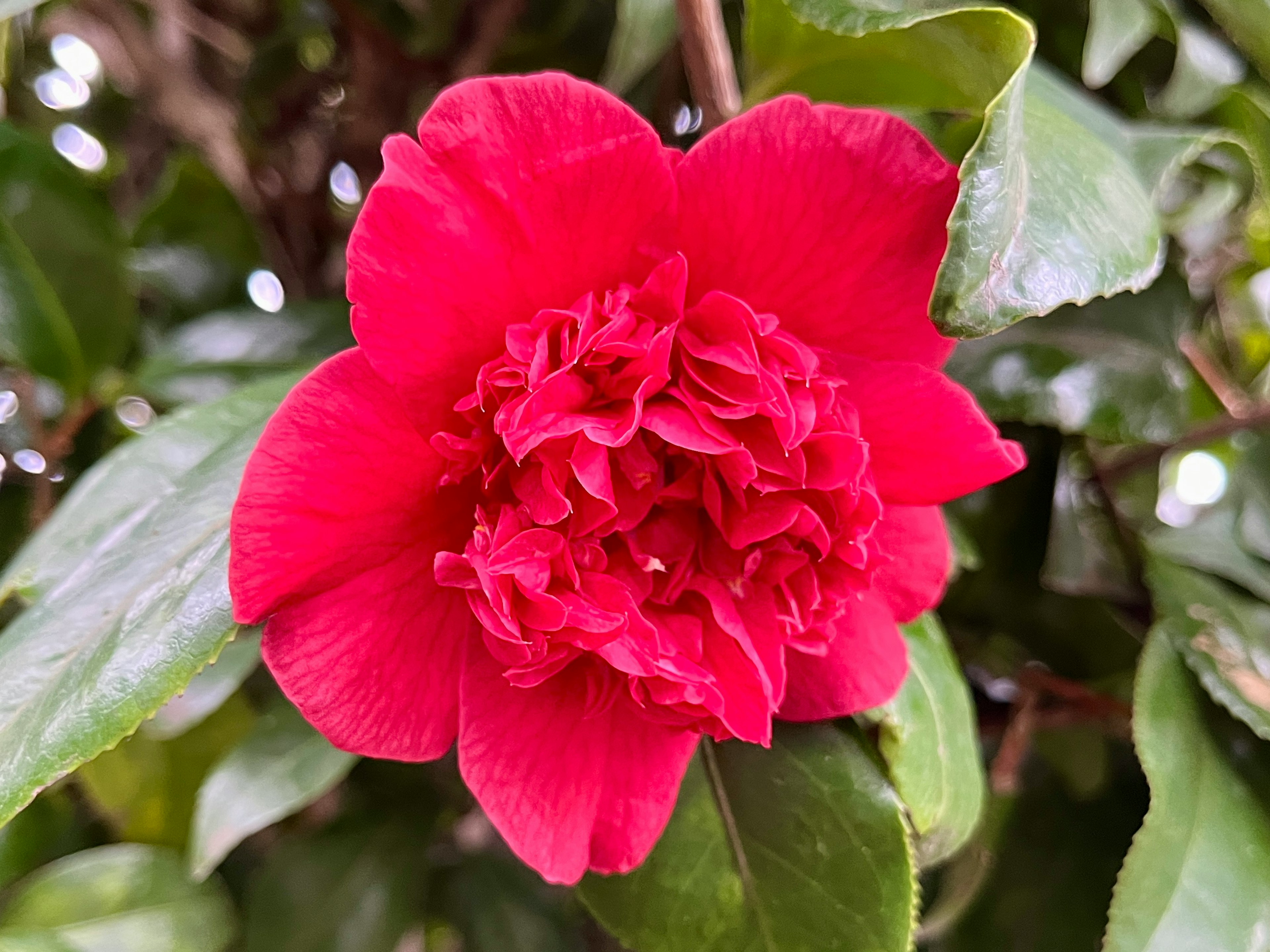 Close-up of a vibrant red camellia flower with green leaves