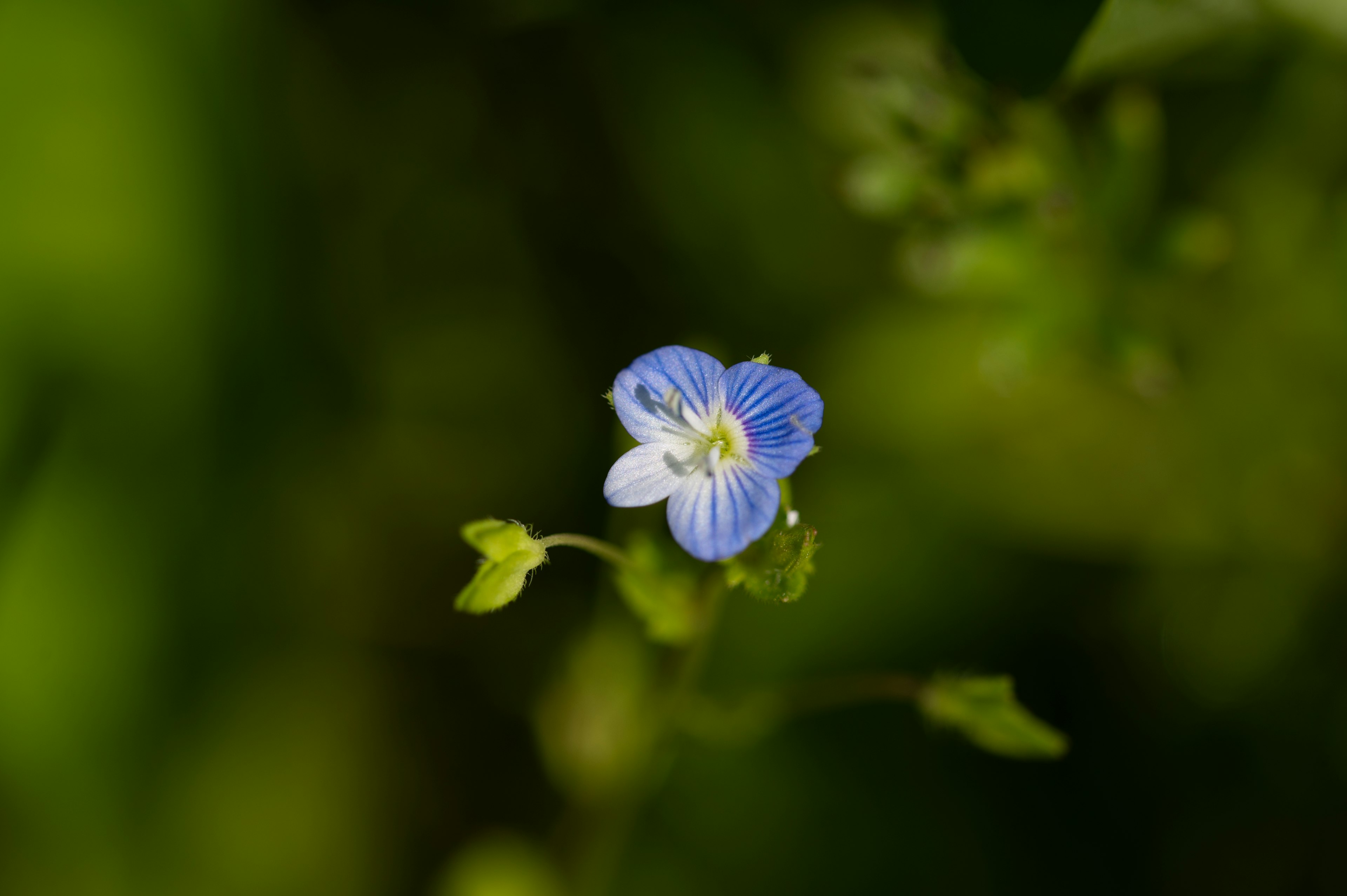 Close-up of a blue flower vivid against a green background