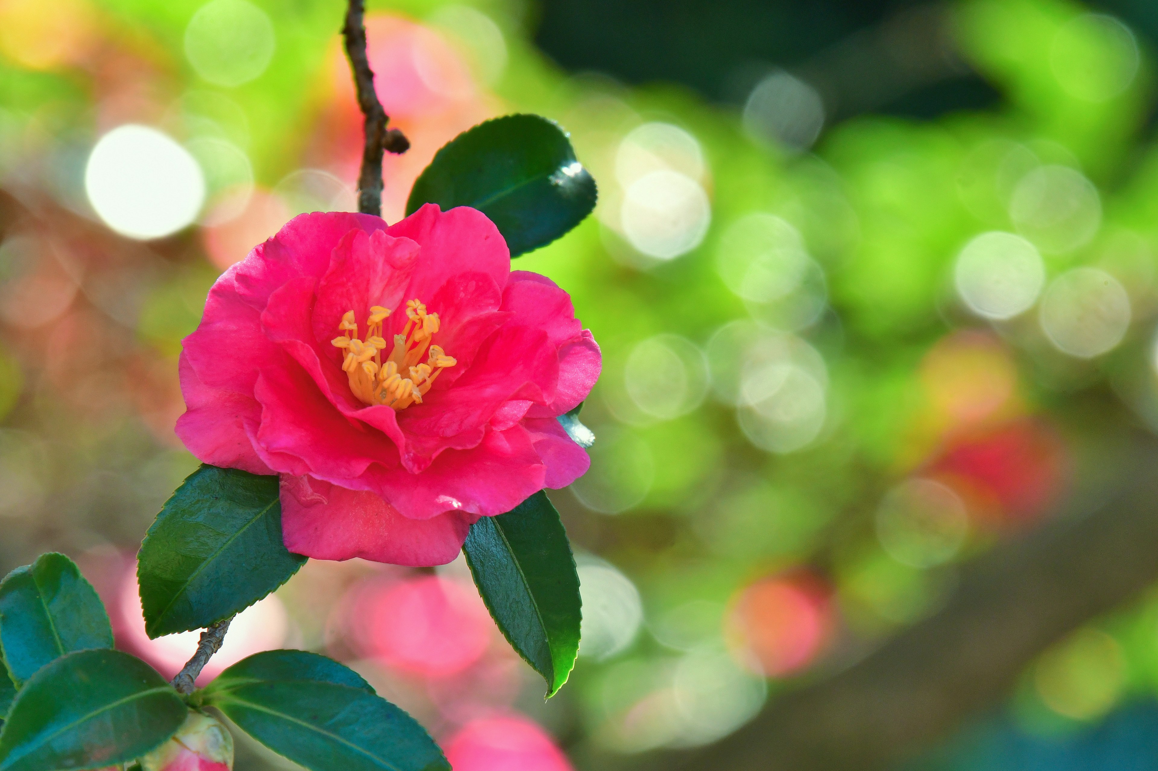 鮮やかなピンク色の椿の花と緑の葉