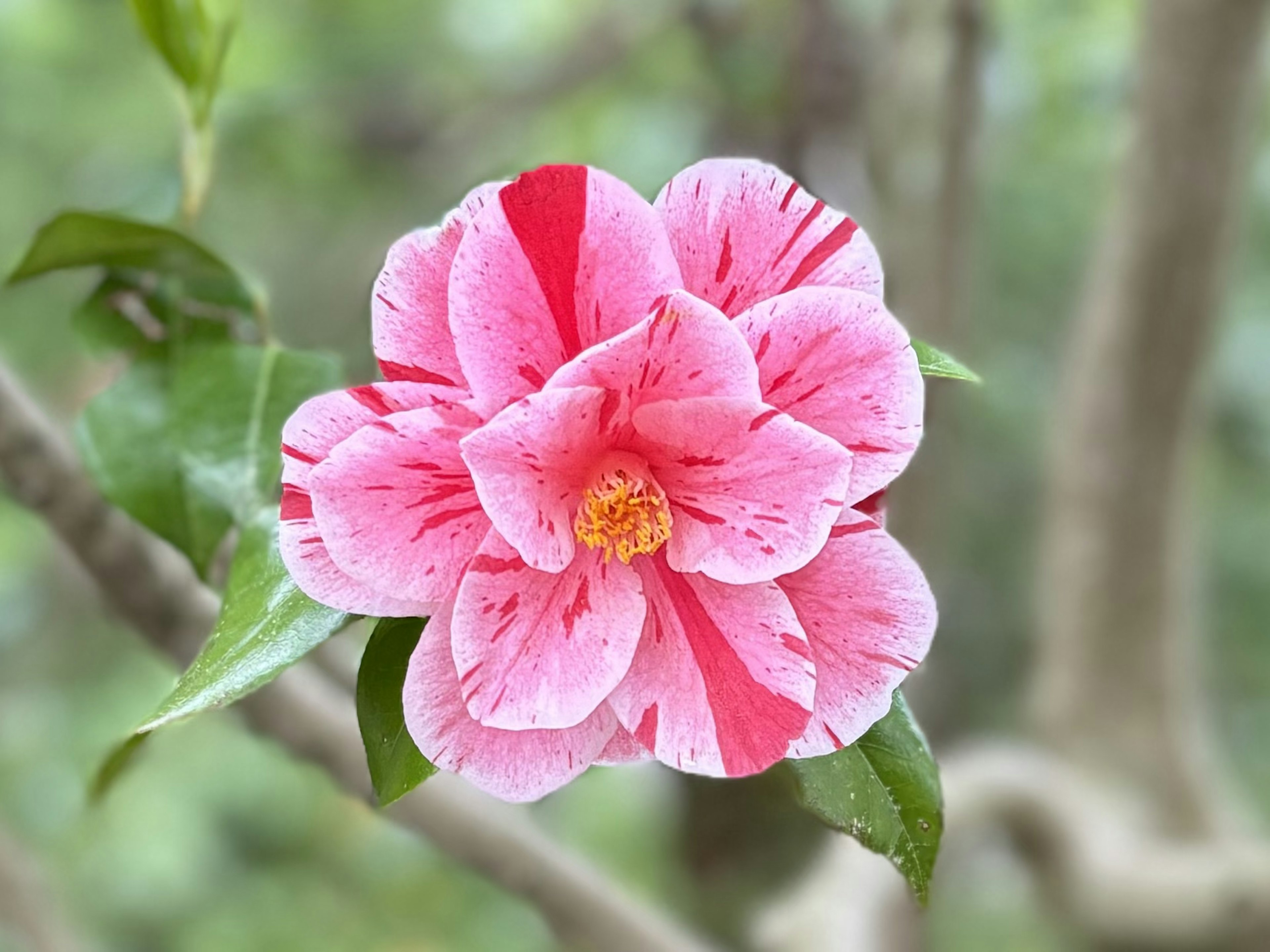 鮮やかなピンクの花びらと白いストライプを持つカメリアの花