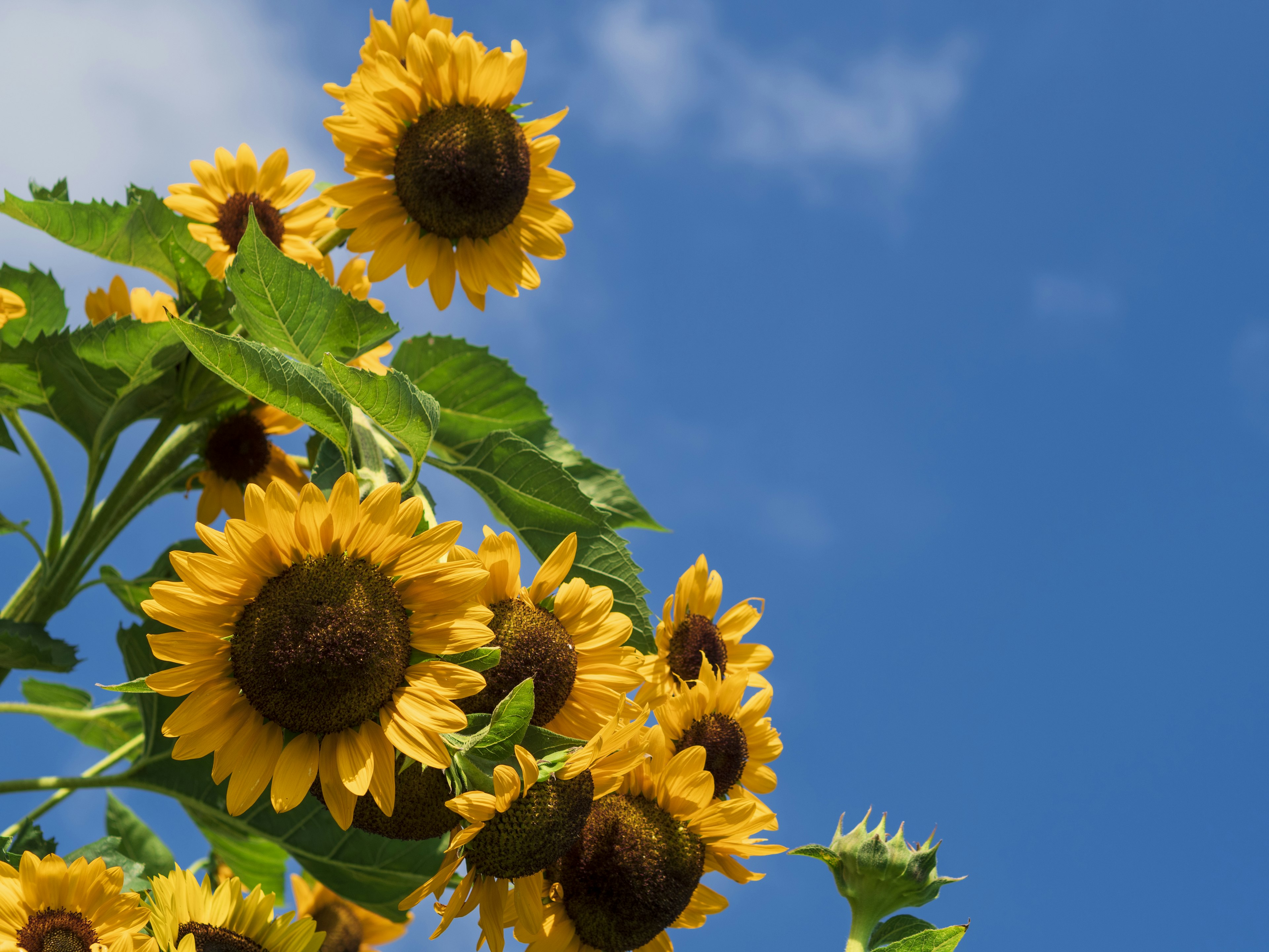 Bright sunflowers blooming under a blue sky