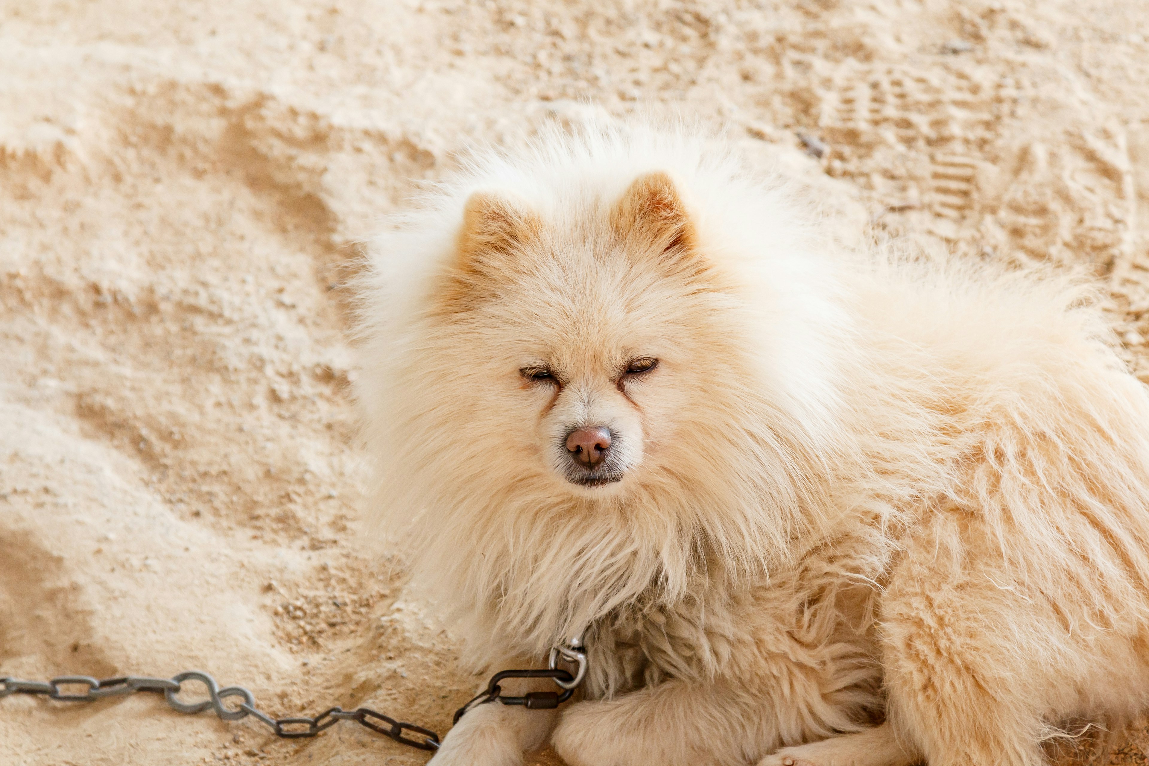 Ein fluffiger weißer Pomeranian sitzt auf Sand, angekettet