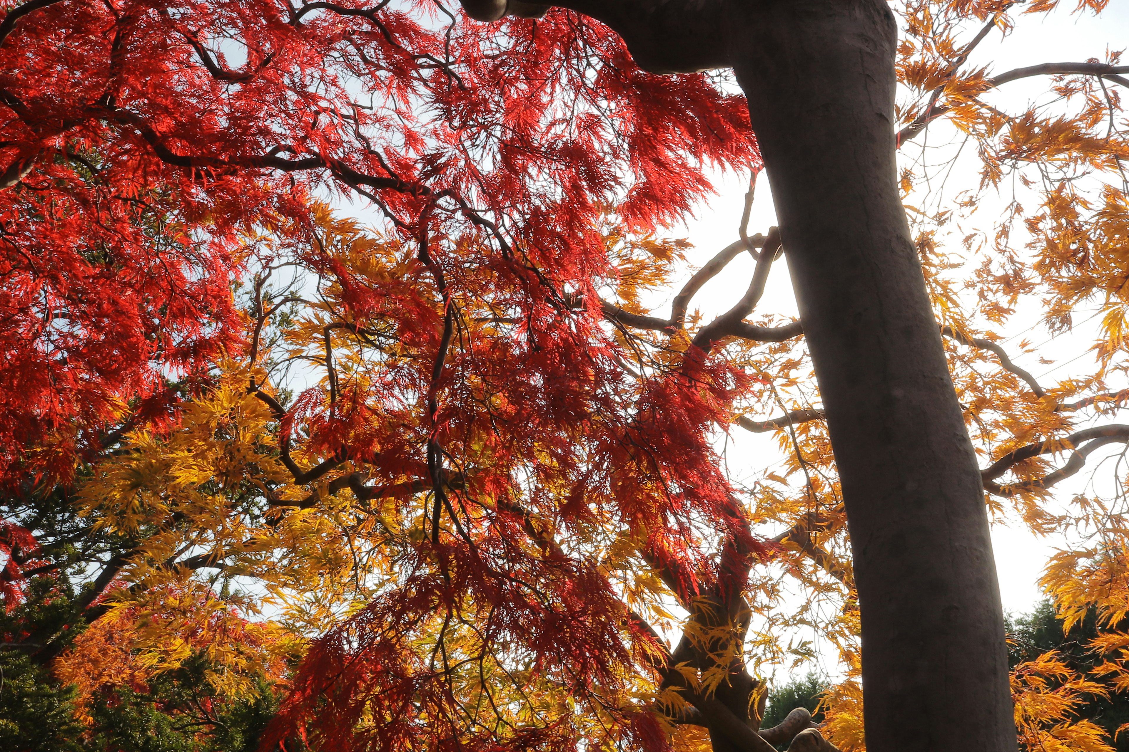 Vibrant autumn leaves in shades of red and yellow on tree branches