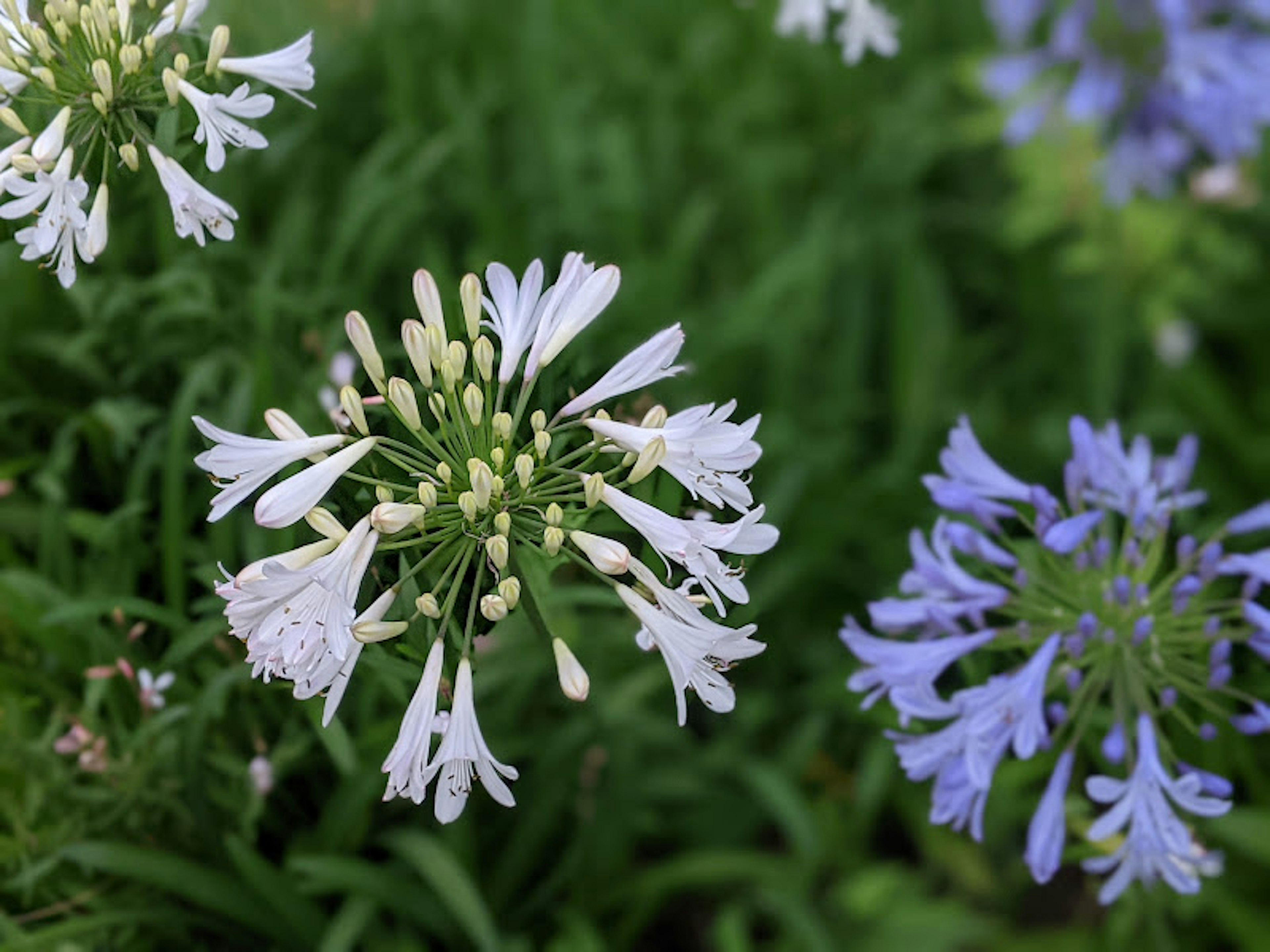 白と青の花が咲いている緑の背景