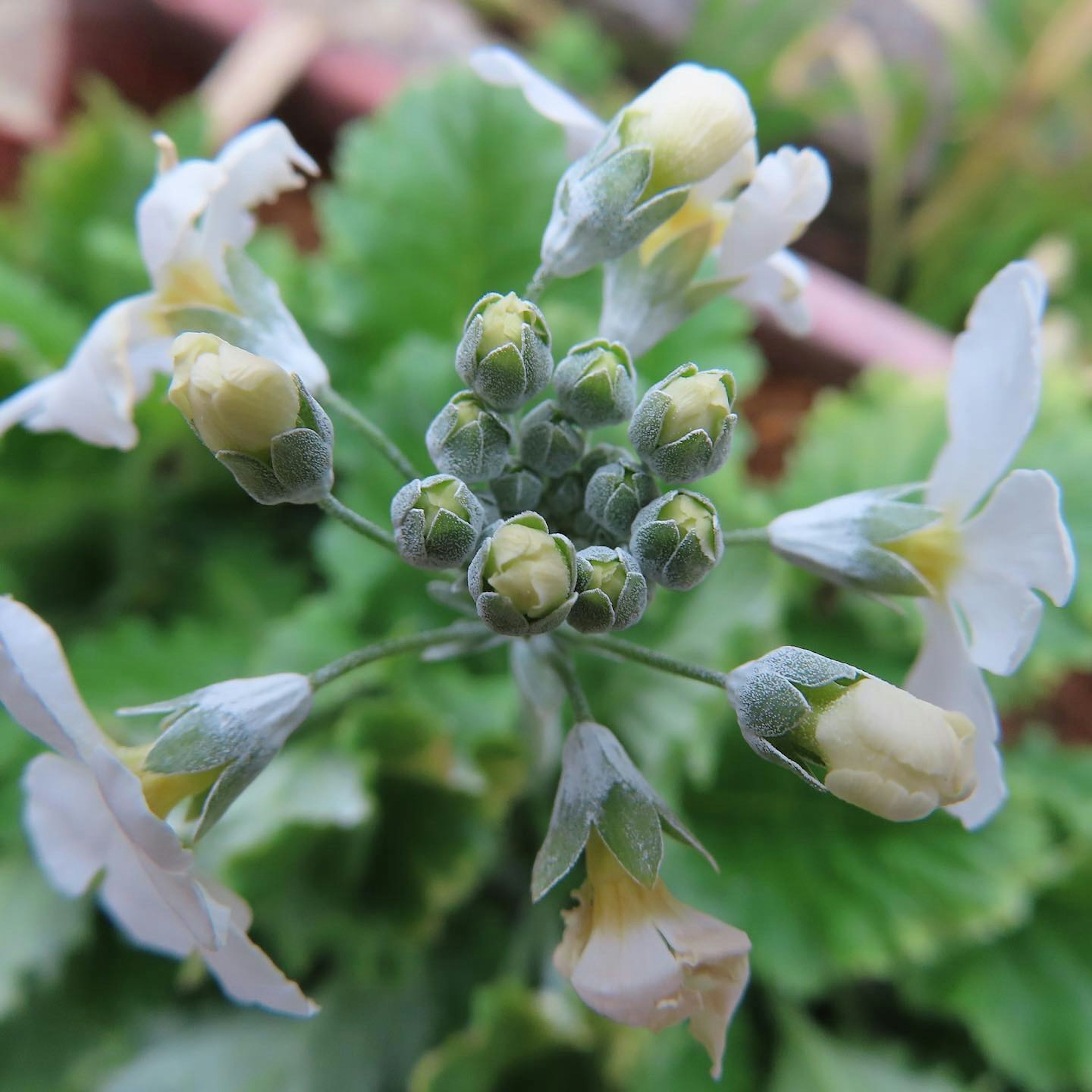 Draufsicht auf eine Pflanze mit weißen Blumen und Knospen