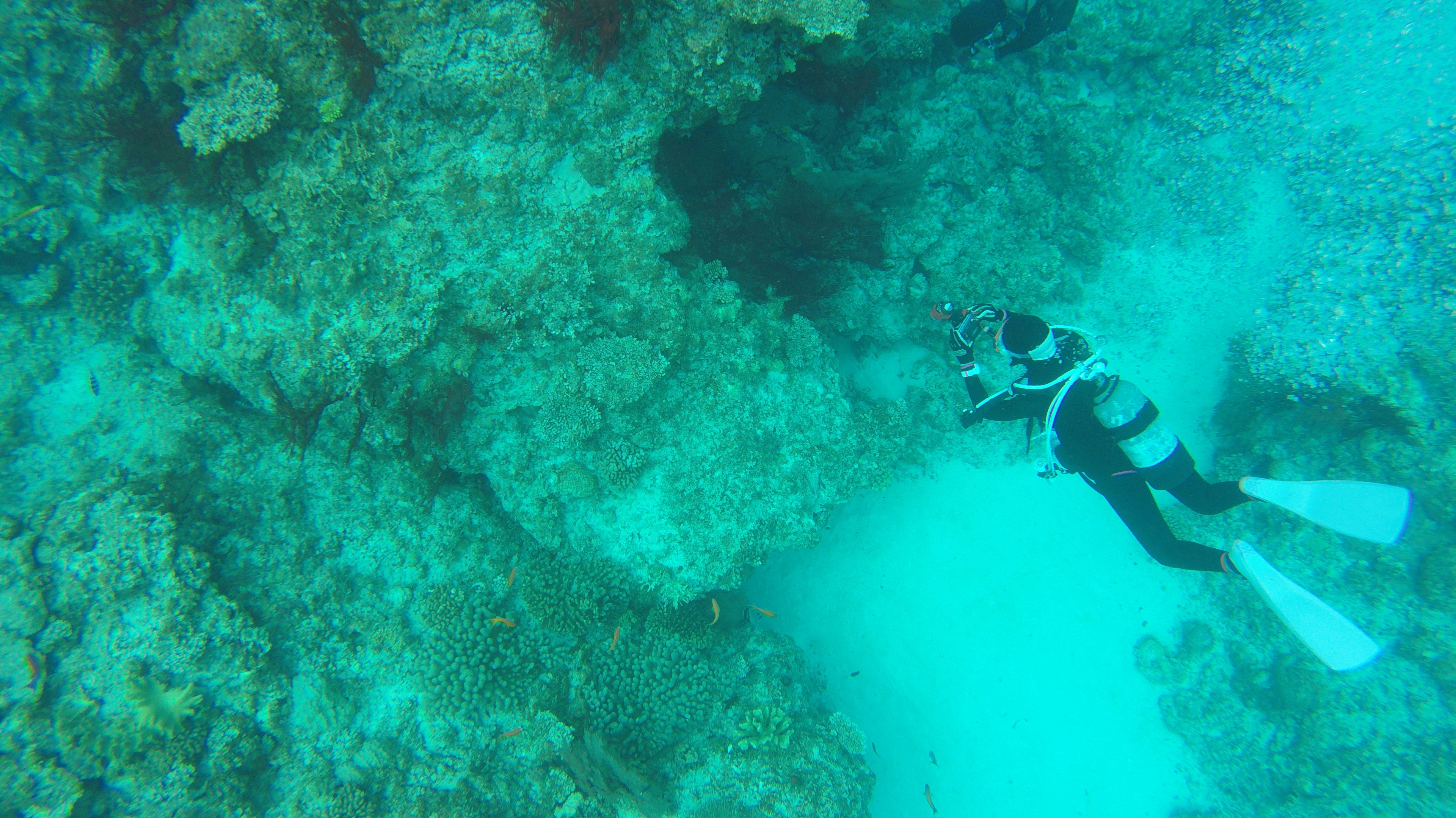 Diver exploring a coral reef underwater