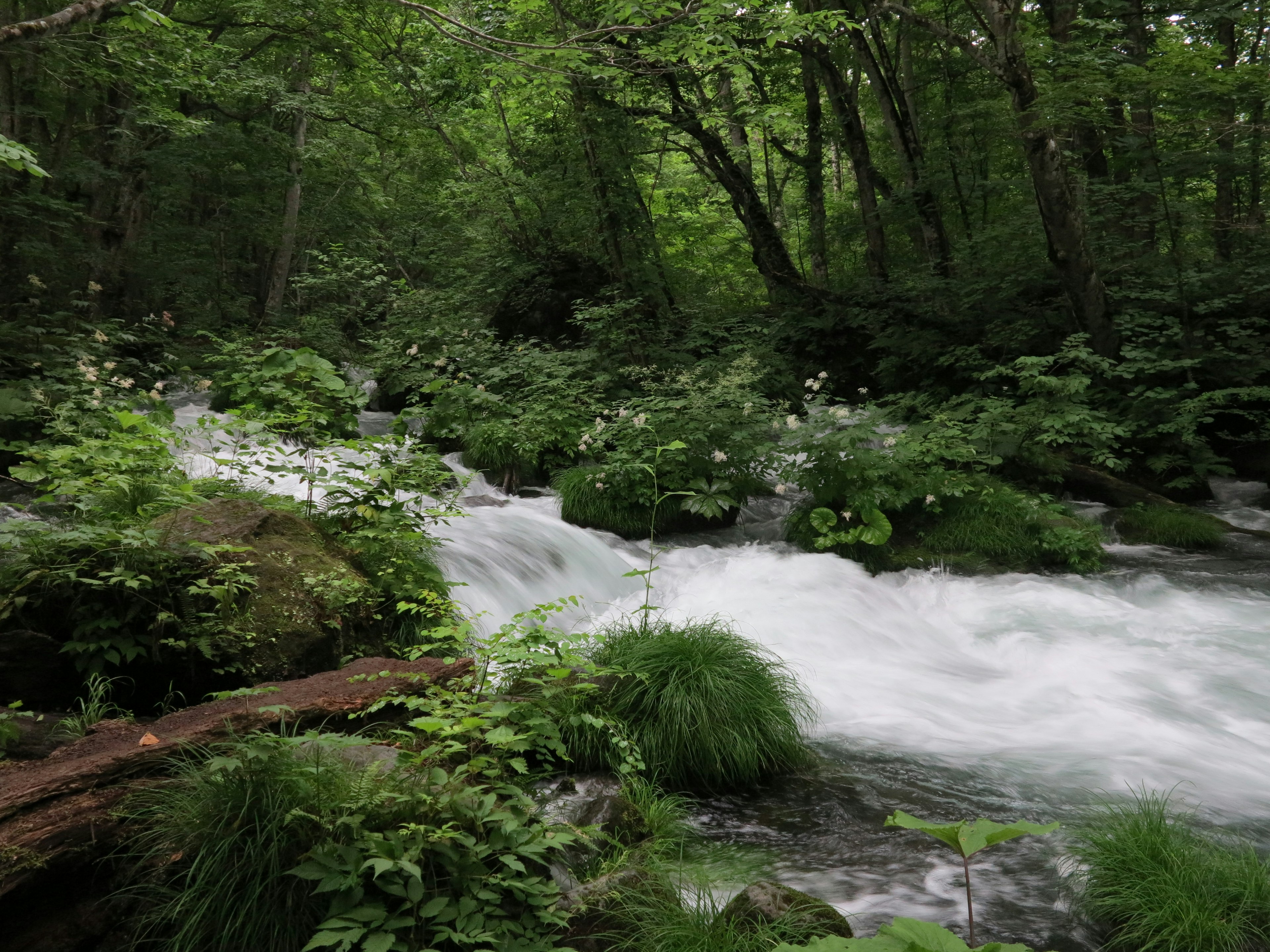 Un arroyo sereno que fluye a través de un bosque verde con varias plantas